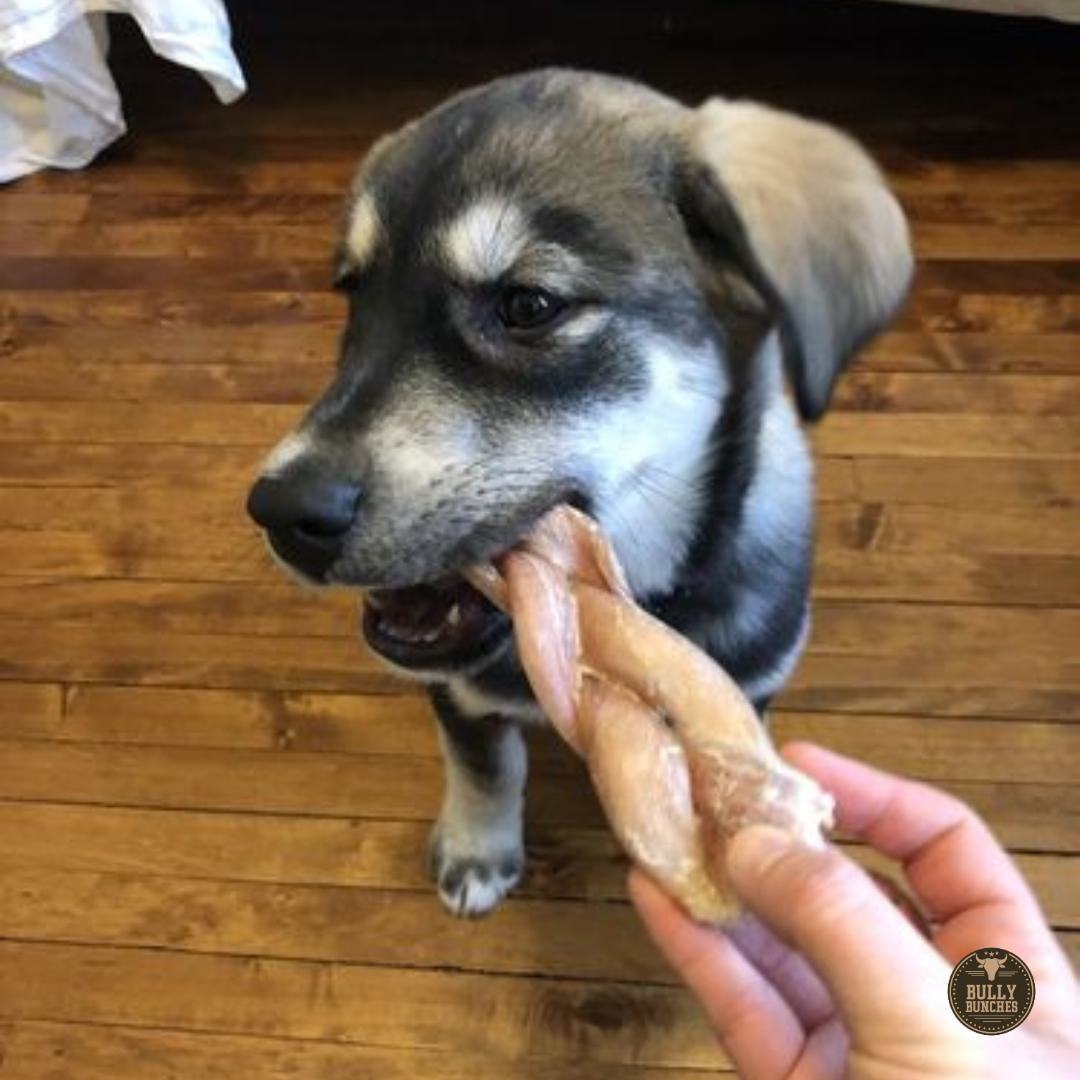 6-Inch Jumbo Braided Bully Stick for Medium Dogs – All-Natural, Long-Lasting Chew