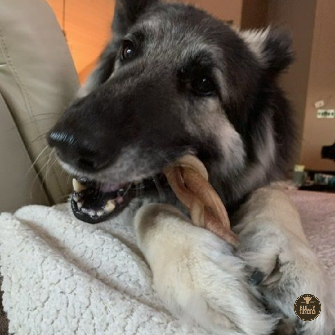 6-Inch Jumbo Braided Bully Stick for Medium Dogs – All-Natural, Long-Lasting Chew