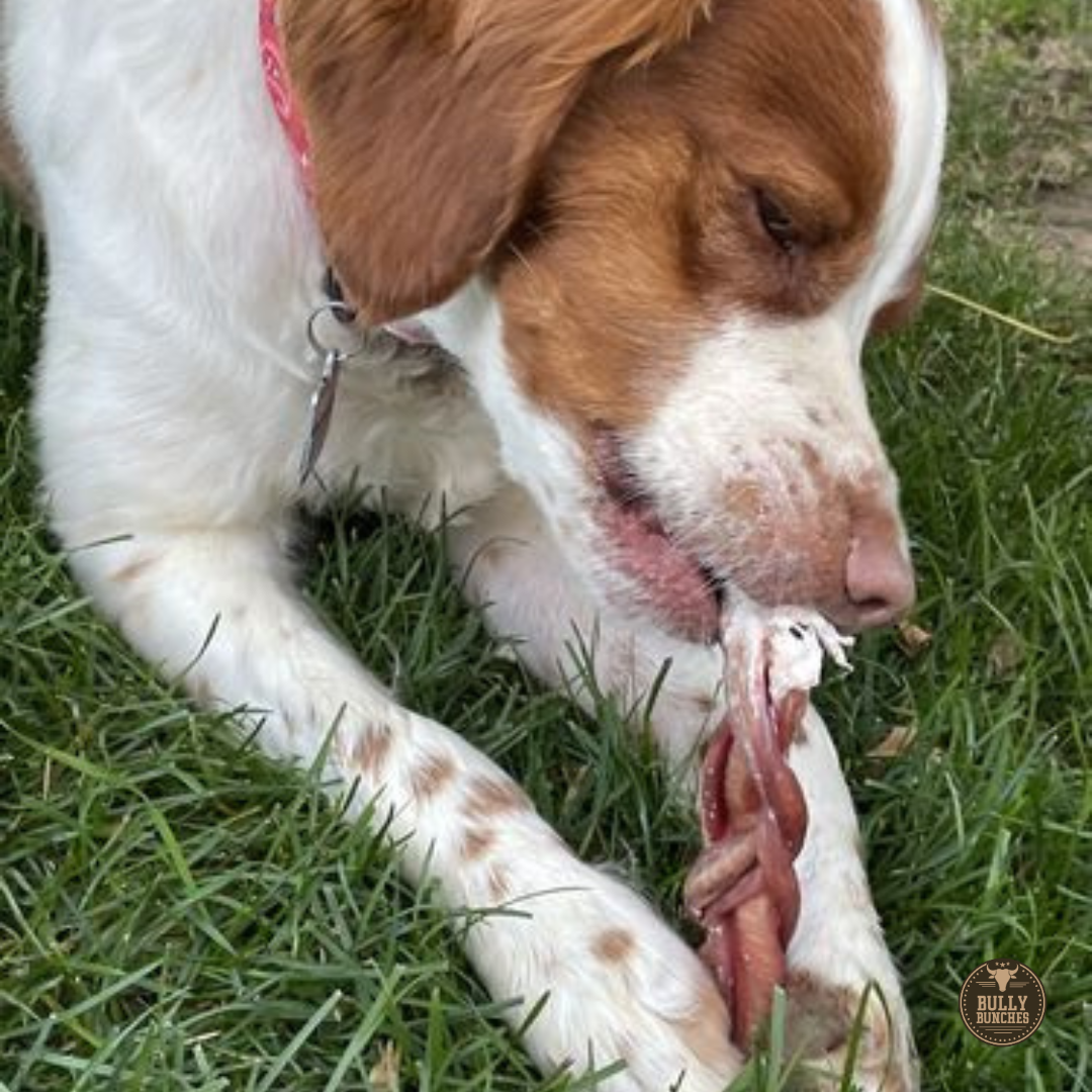6-Inch Standard Braided Bully Stick – All-Natural, Long-Lasting Dog Chew by Bully Bunches