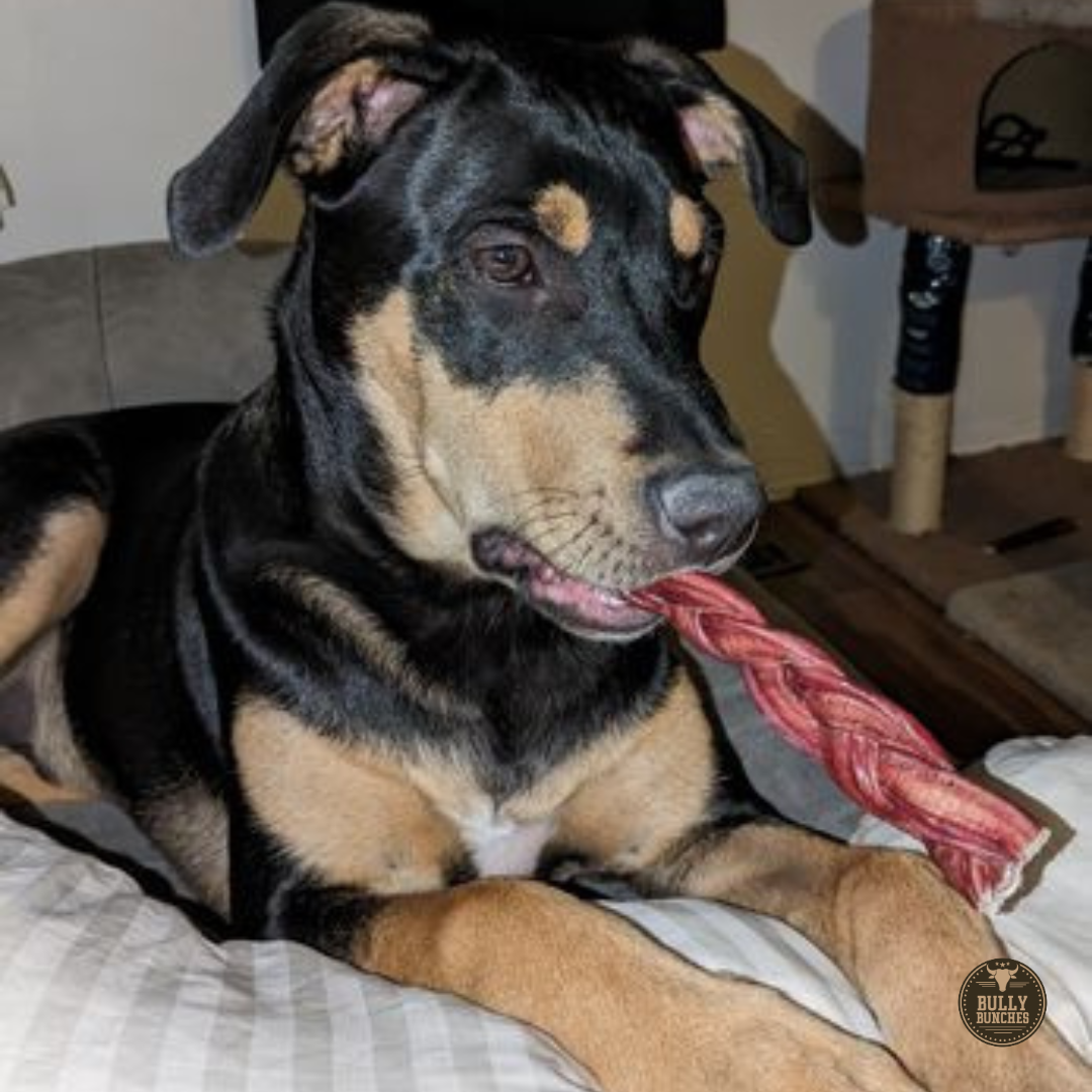 6-Inch Standard Braided Bully Stick – All-Natural, Long-Lasting Dog Chew by Bully Bunches