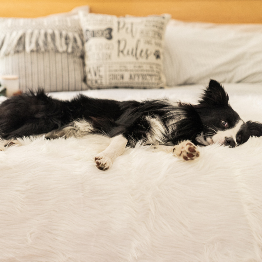 PupProtector™ Waterproof Dog Blanket – Durable, Washable, Throw Furniture Protector for Pets - Polar White