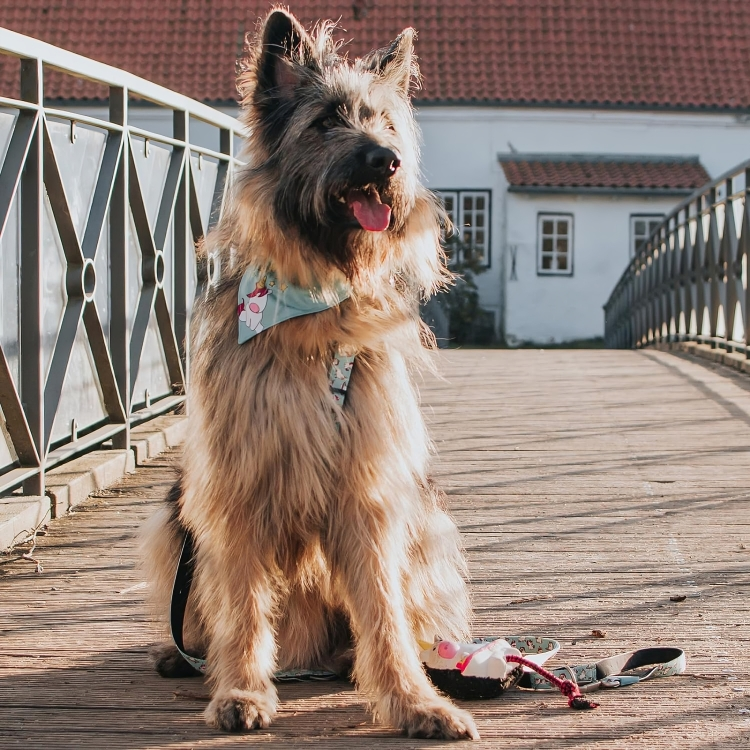 MAX&MOLLY Unicorn Neoprene Dog Leash: Comfort and Style for Everyday Walks