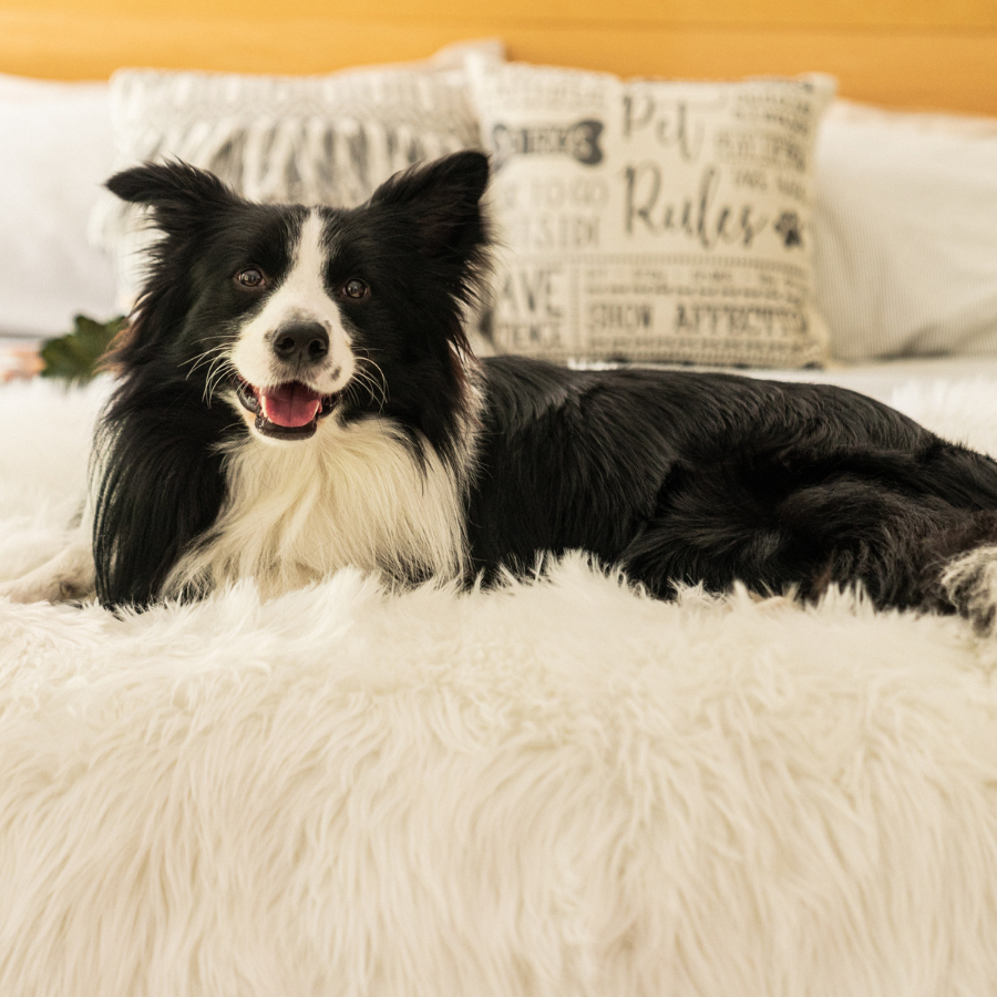 PupProtector™ Waterproof Dog Blanket – Durable, Washable, Throw Furniture Protector for Pets - Polar White