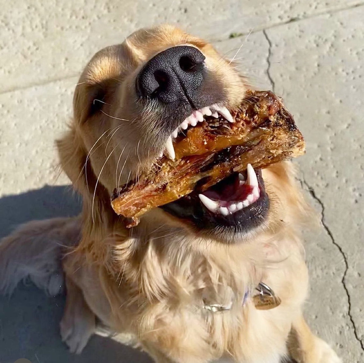 Australian Lamb Shank Dog Chew – Grass-Fed & Pasture-Raised