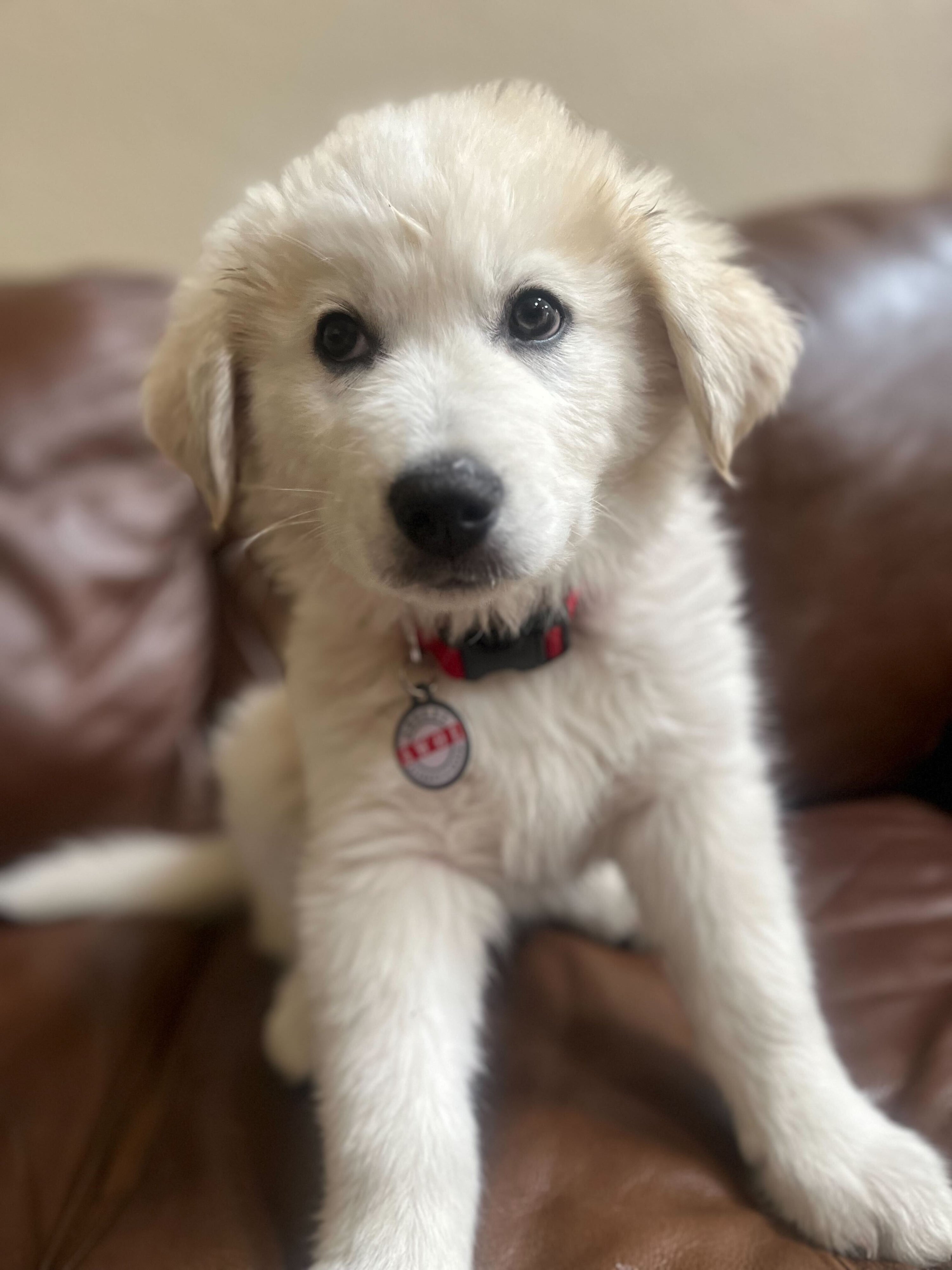 PetHub QR Pet ID Tag – AWOL (Absent Without a Leash)Smart Lost Pet Tag