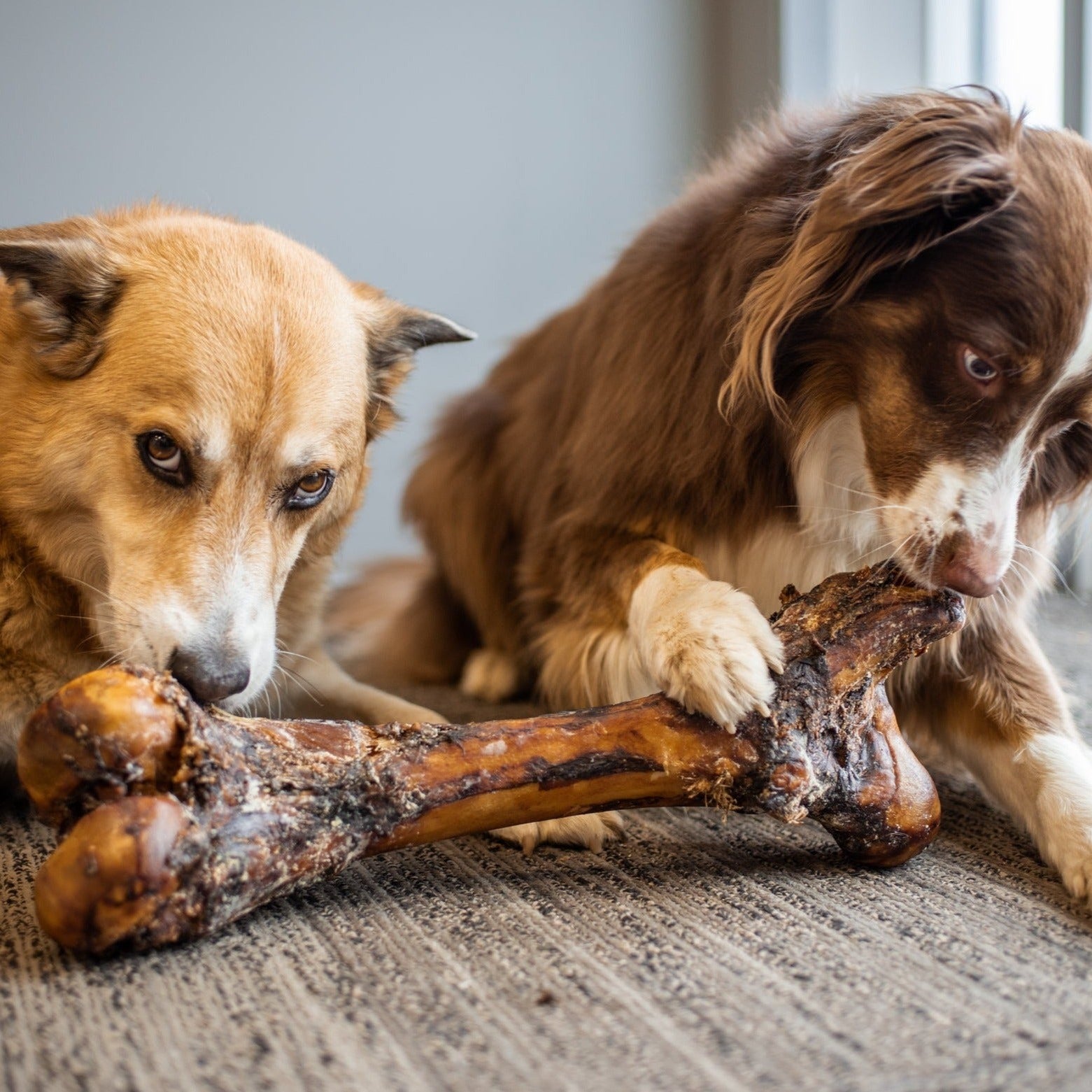 Monster Beef Shin Bone for Dogs – Long-Lasting Chew for Large Breeds