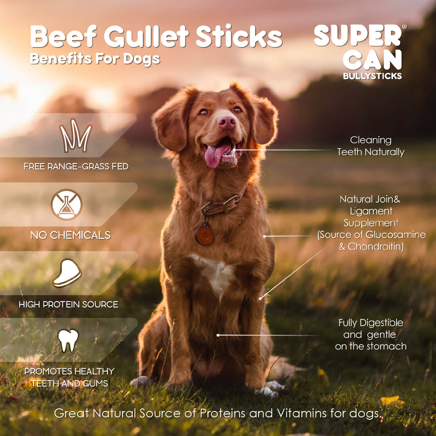 SuperCan All-Natural Bully Sticks for Dogs – Single-Ingredient, Fully Digestible Chews