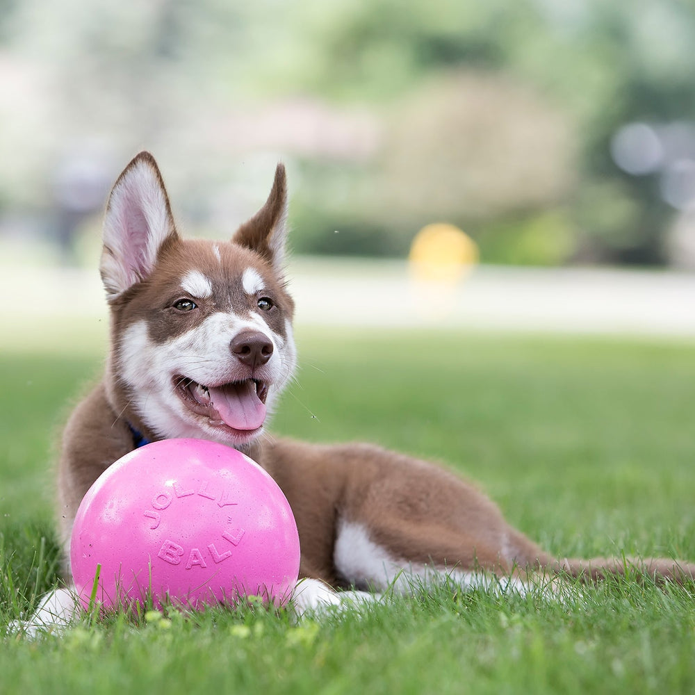 Jolly Pets Bounce-n-Play Dog Ball – Durable, Bouncy, Floating Dog Toy for Fetch and Pool Fun