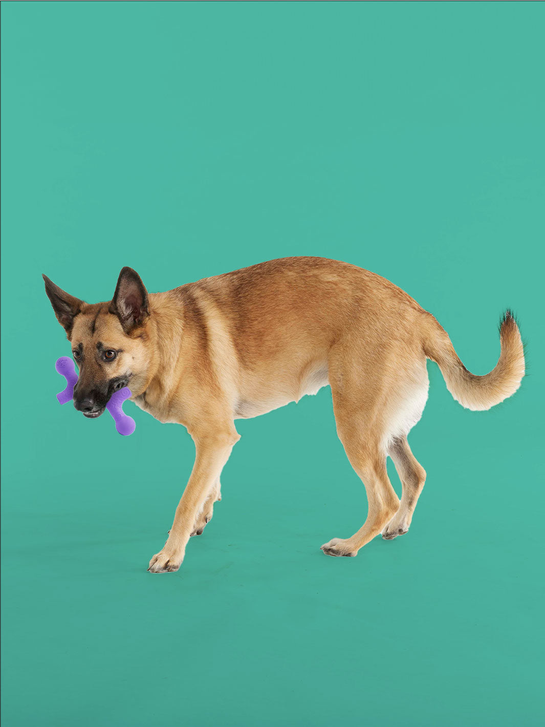 Yomp BallBone MAX Durable Dog Chew Toy for Power Chewers