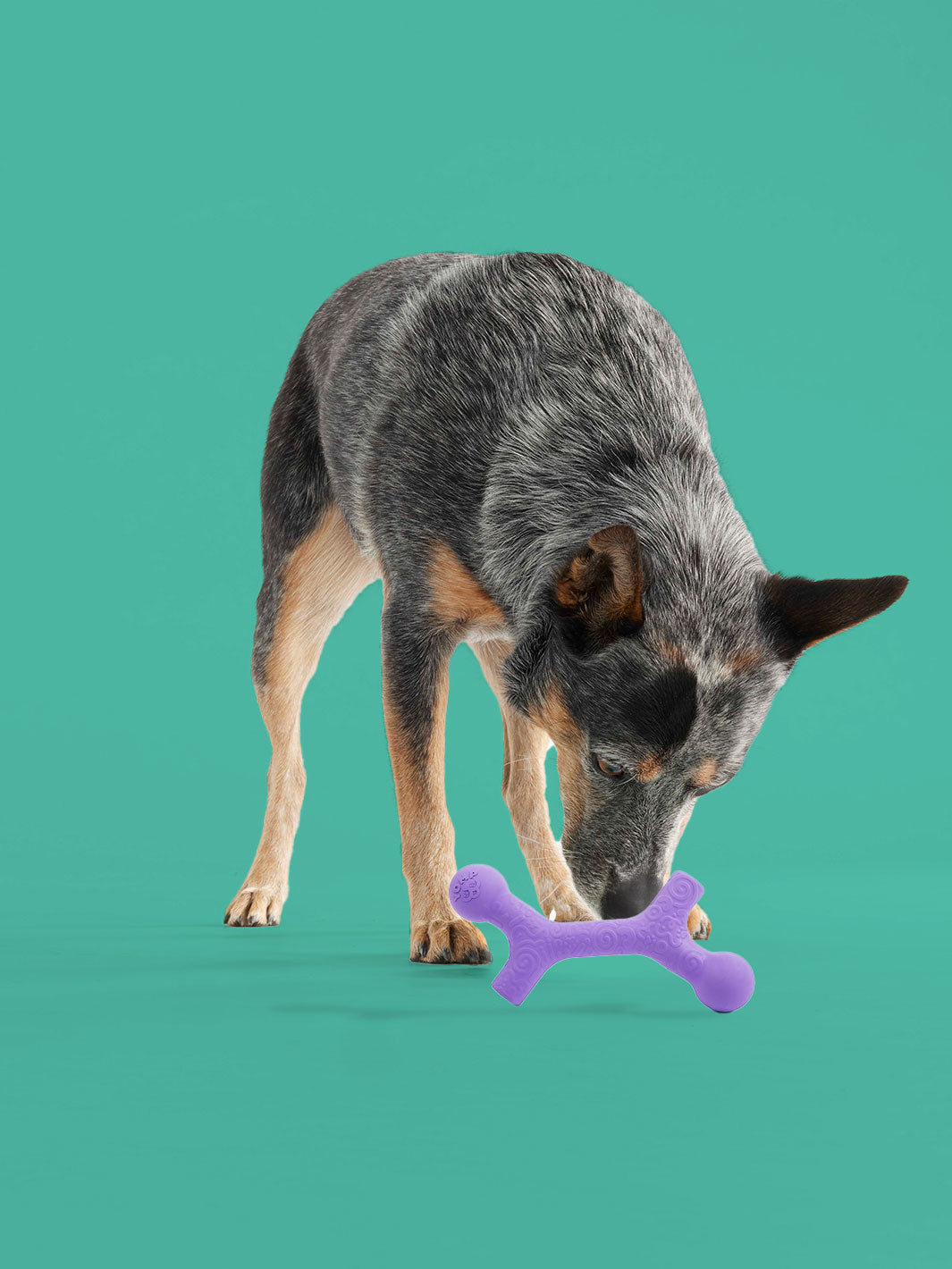 Yomp BallBone MAX Durable Dog Chew Toy for Power Chewers