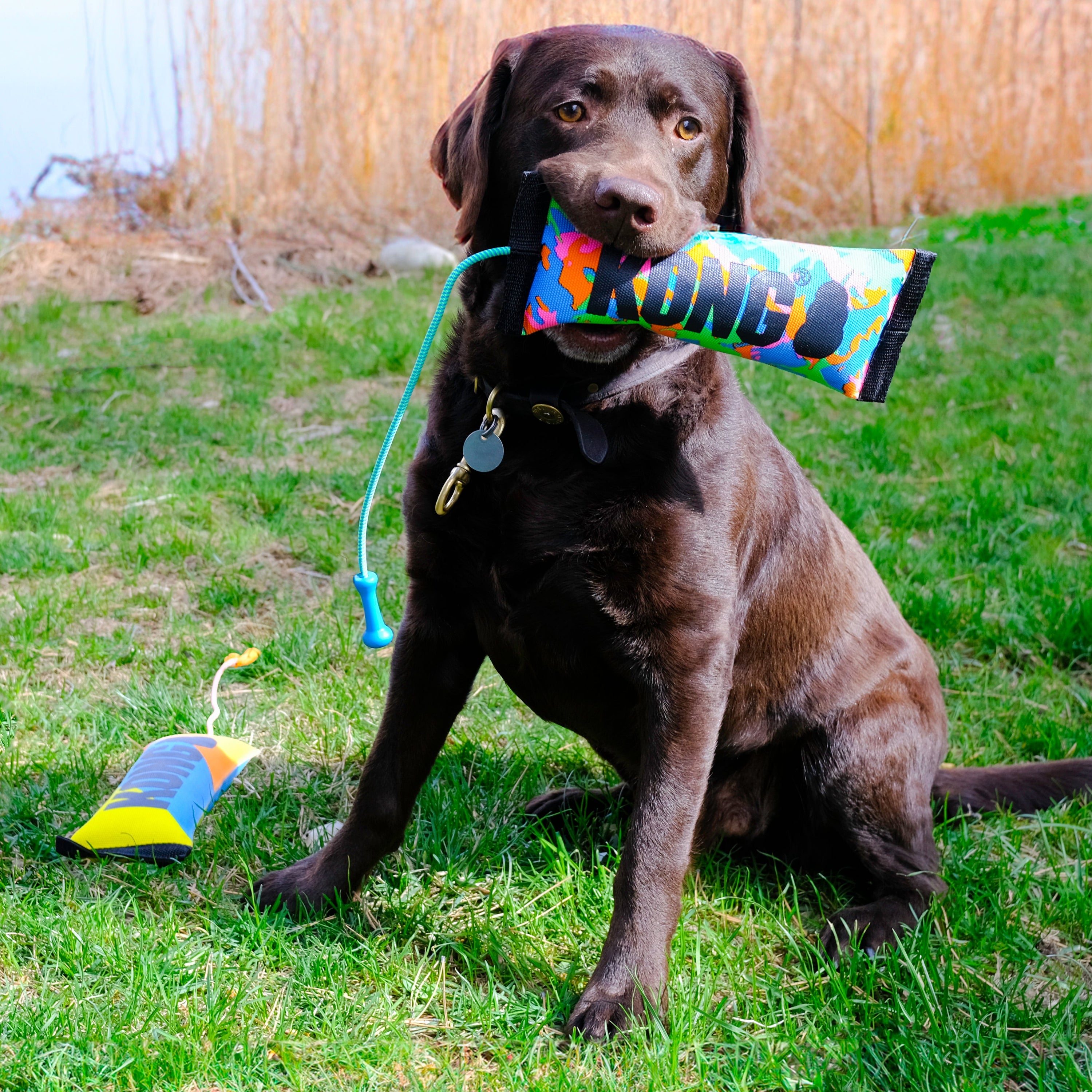 KONG Bunji High-Viz Bumper Dog Toy (Medium) – Stretchable Toss & Tug Toy with Rope Handle