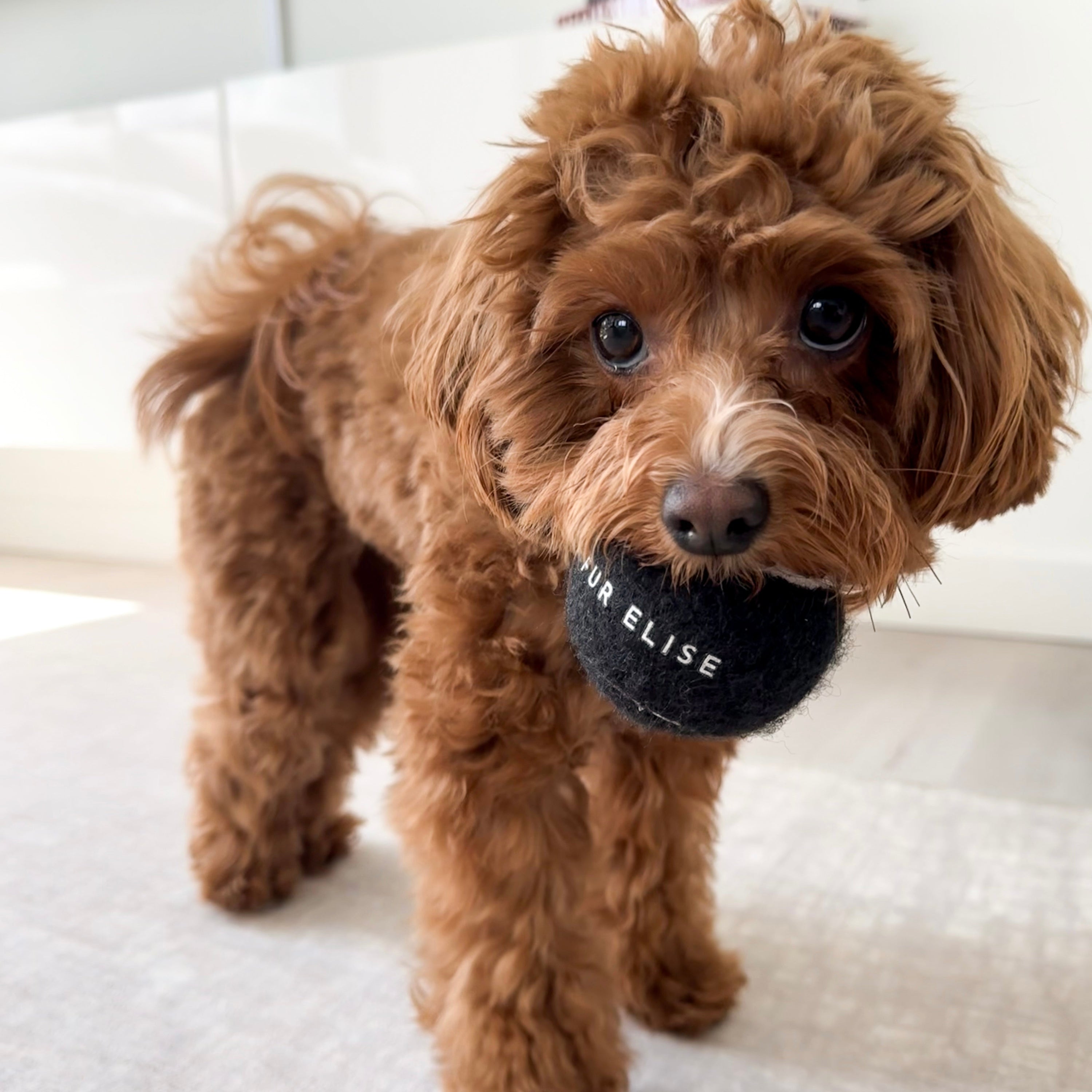 Classic Tennis Ball – Noir Edition | Pet-Safe, Durable Fetch Toy for Dogs