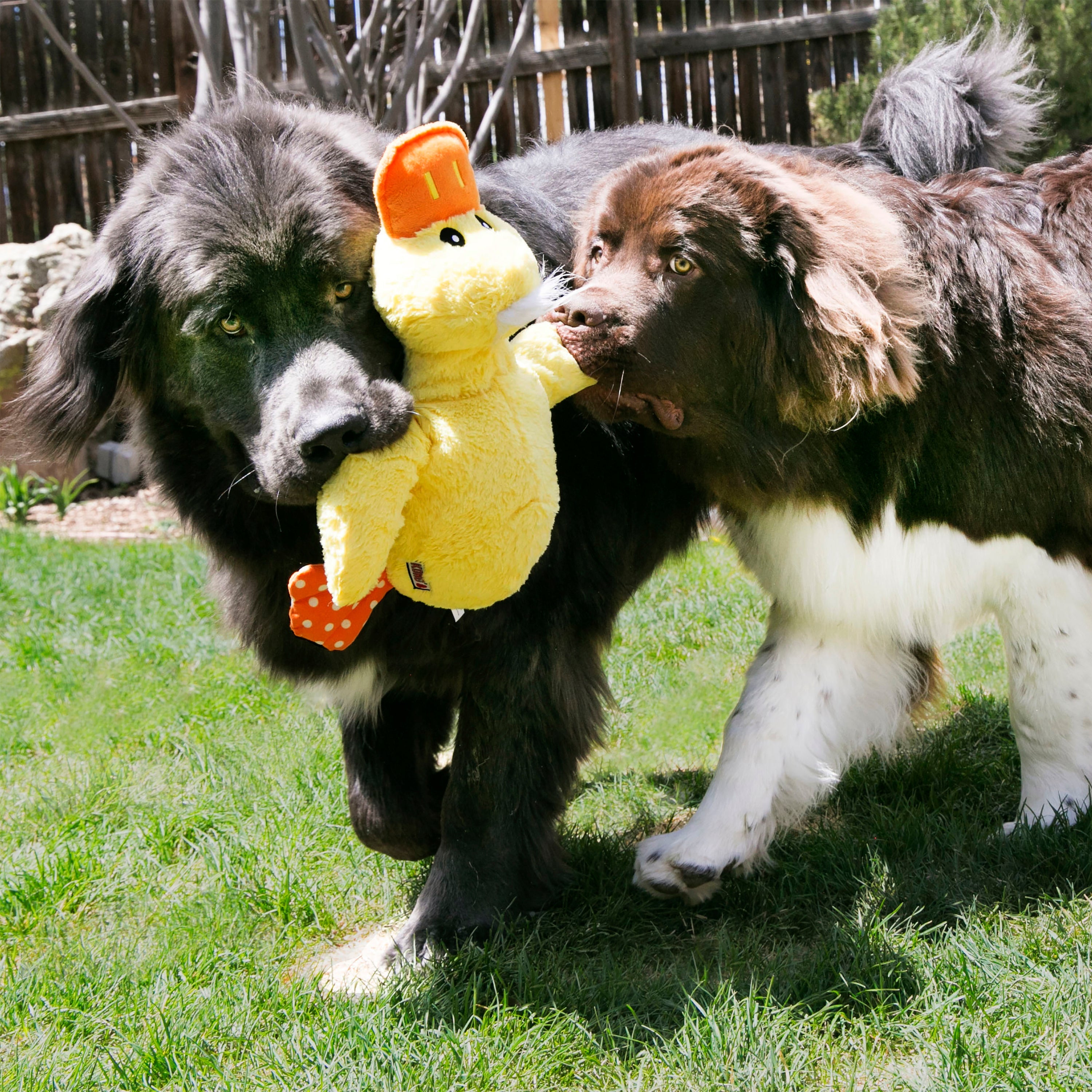 KONG Comfort Jumbo Duck – XL Plush Dog Toy for Cuddling & Play