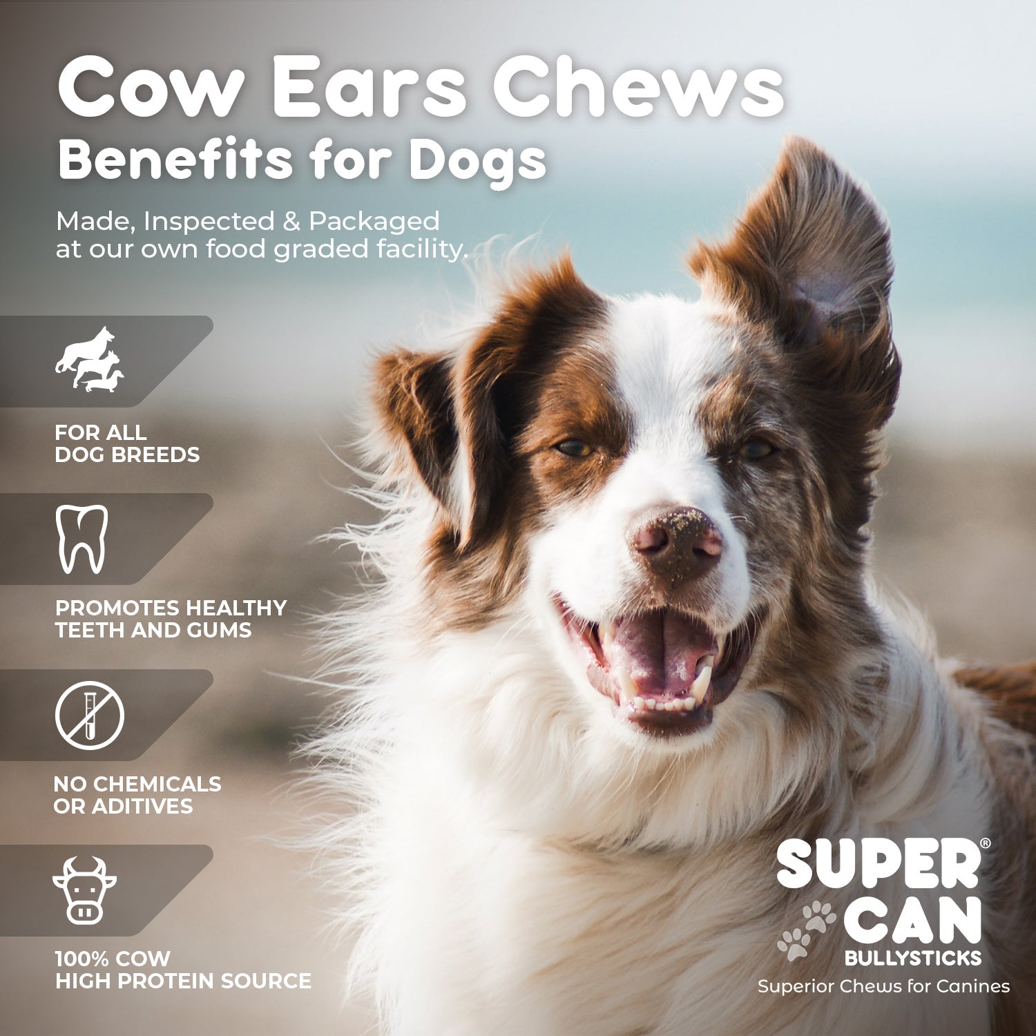 SuperCan Cow Ear Dog Chews (15-Pack) | All-Natural Grass-Fed, Rawhide-Free Dental Treats