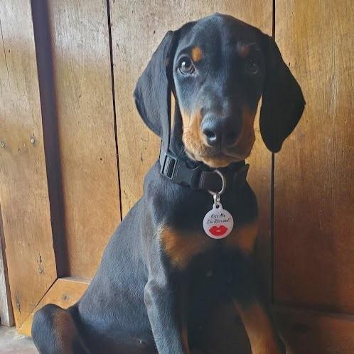 PetHub QR Pet ID Tag – Kiss Me I’m Rescued Smart Lost Pet Tag🐾