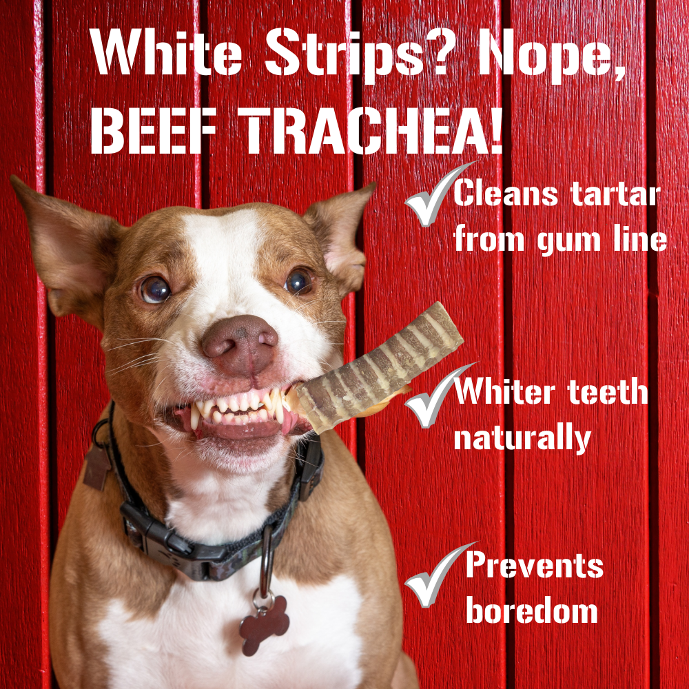 Beef Trachea Chews for Dogs – 12” Natural Dog Treats (4 Pack)