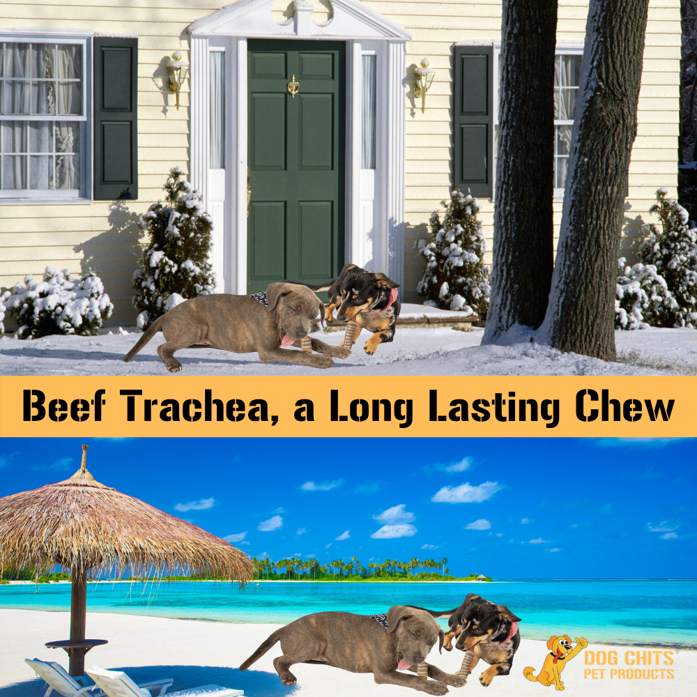 All-Natural Beef Trachea Dog Treats – 1 lb Bag (3"-4" Crunchy Chews)