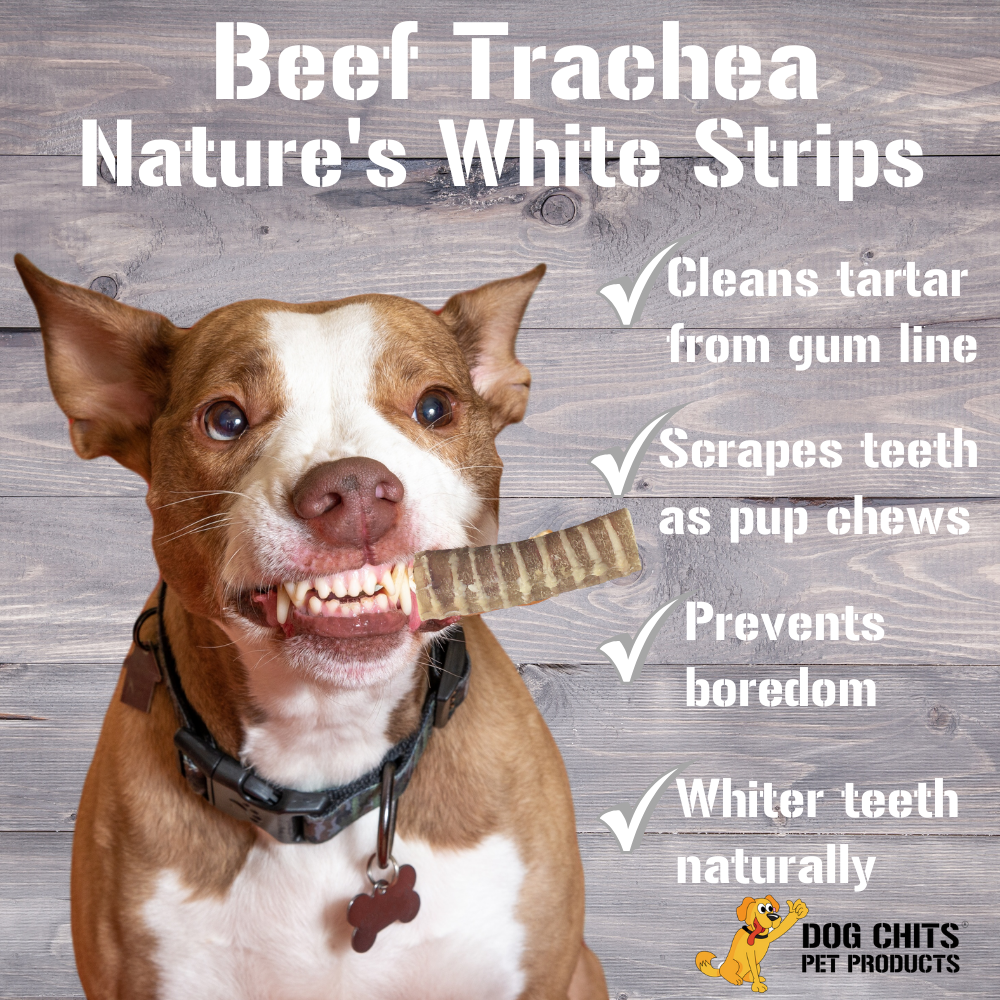 All-Natural Beef Trachea Dog Treats – 1 lb Bag (3"-4" Crunchy Chews)