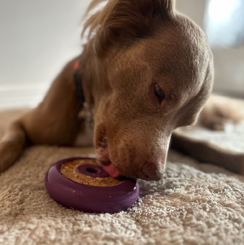 Freez Doughnut – Durable Freezable Fillable Dog Chew for Strong Chewers