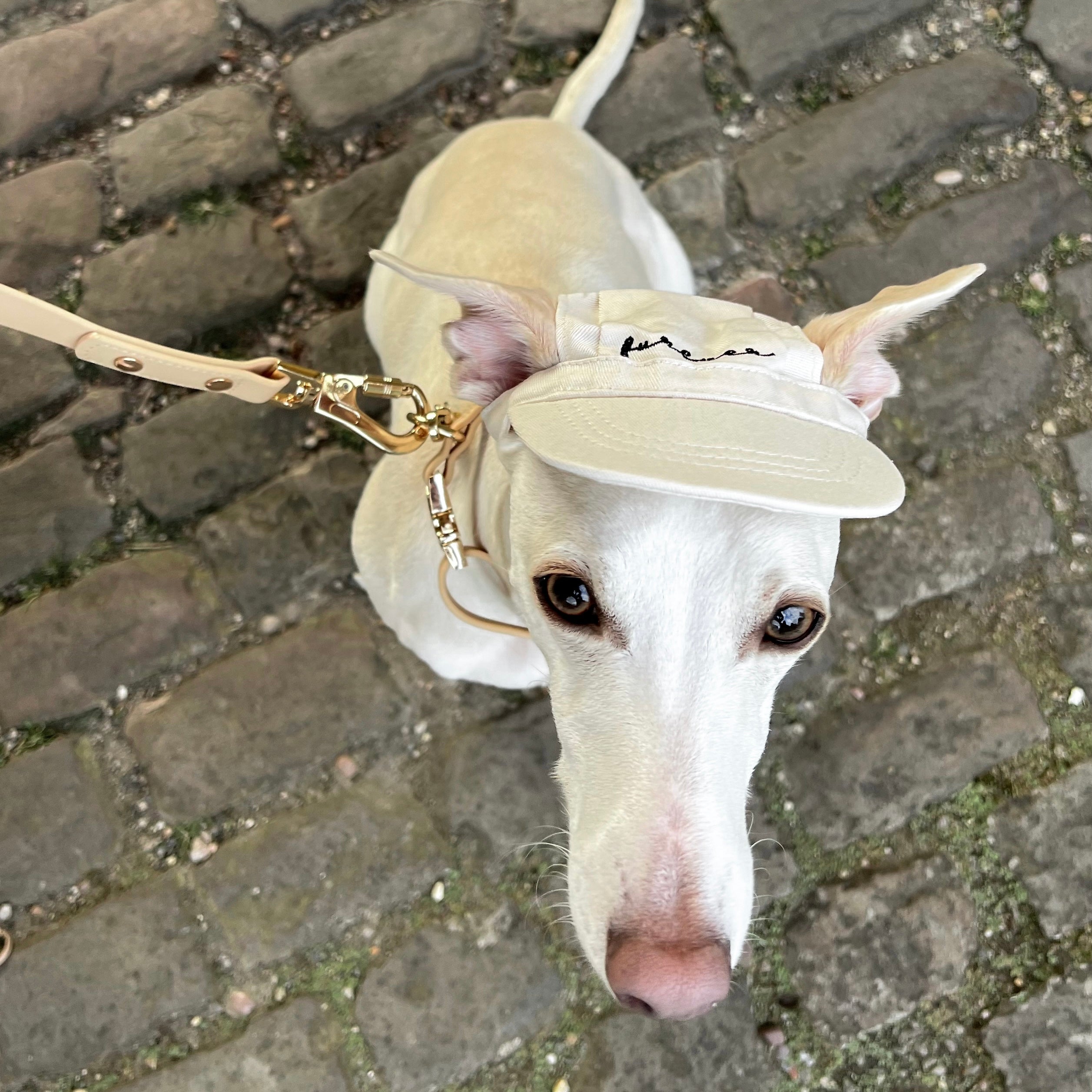 Furever Embroidered Pet Hat – Cotton Baseball Cap