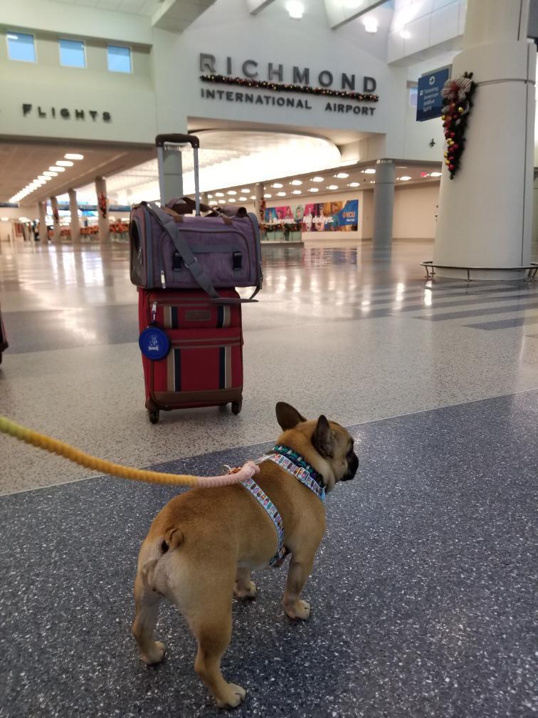 Mr. Peanut’s Gold Series Expandable Pet Carrier – Airline Compliant Soft-Sided Travel Bag for Small Dogs & Cats