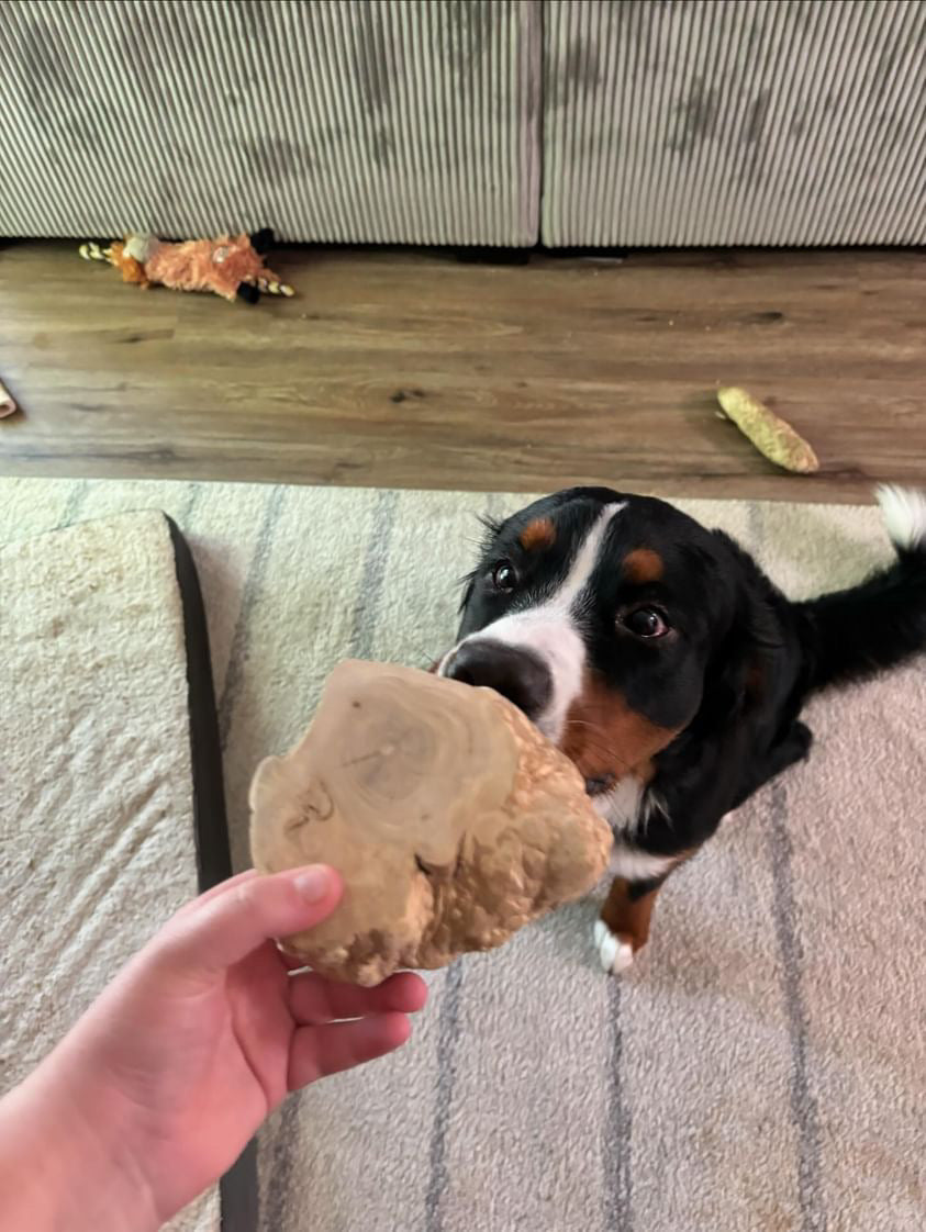 Mumbies Coffee Wood Root Chews for Dogs – Long-Lasting Natural Chew