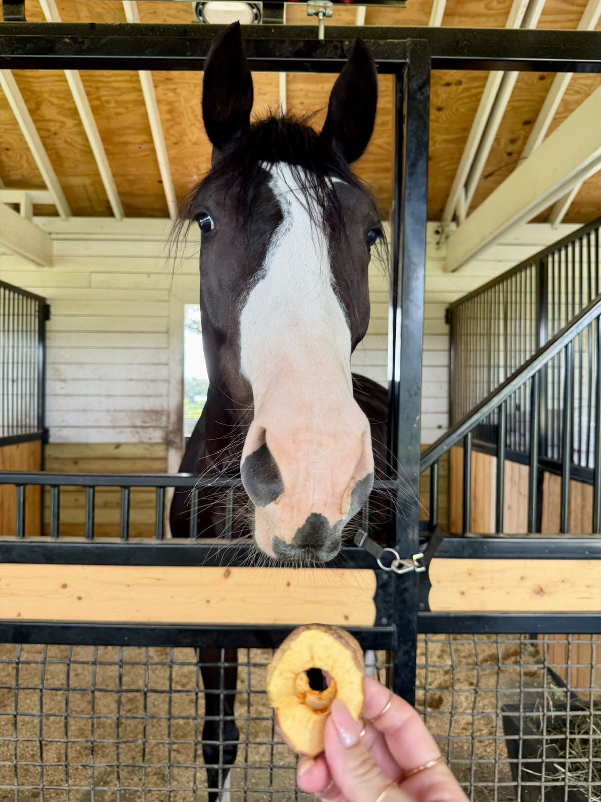 Dried Apple Rings for Dogs & Cats | Single Ingredient Pet Treats