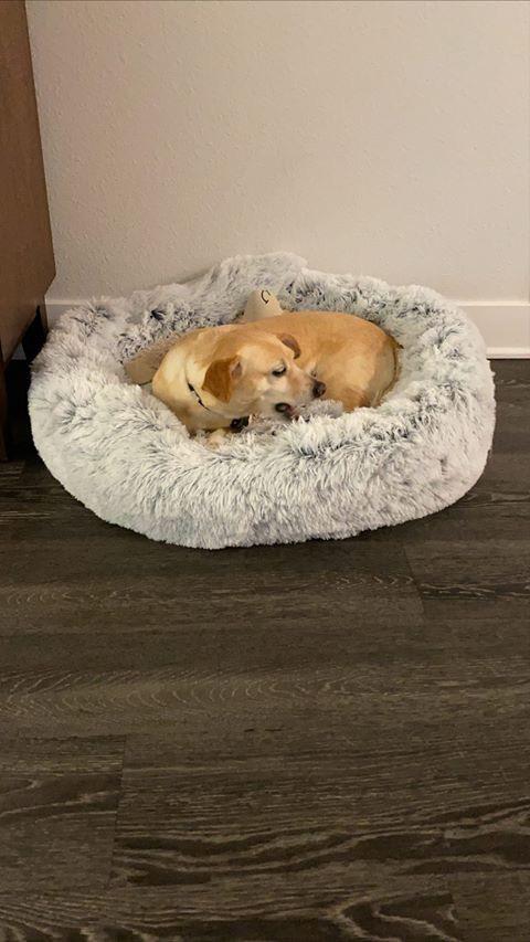 Mr. Peanut’s OrthoPlush® 23" Orthopedic Pet Bed – Luxuriously Soft, Vet-Designed Support for Dogs & Cats