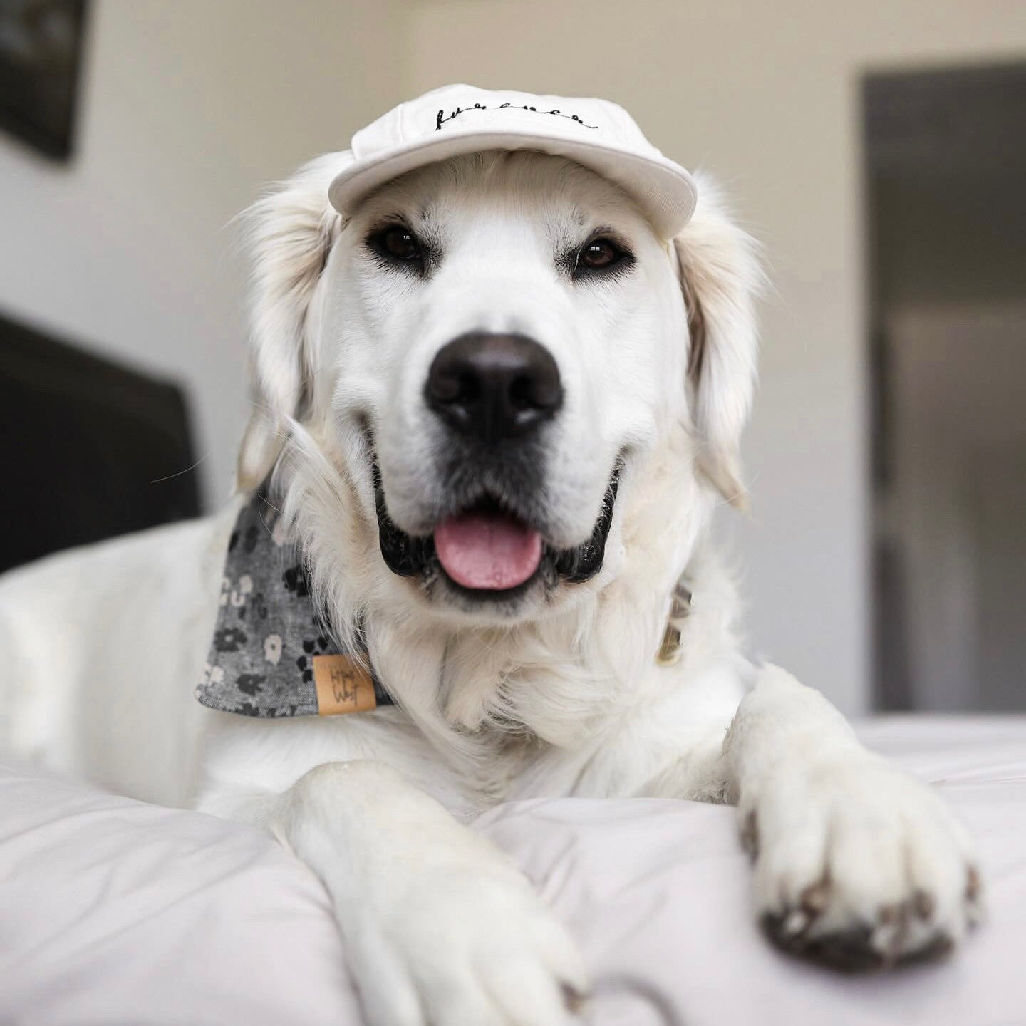 Furever Embroidered Pet Hat – Cotton Baseball Cap