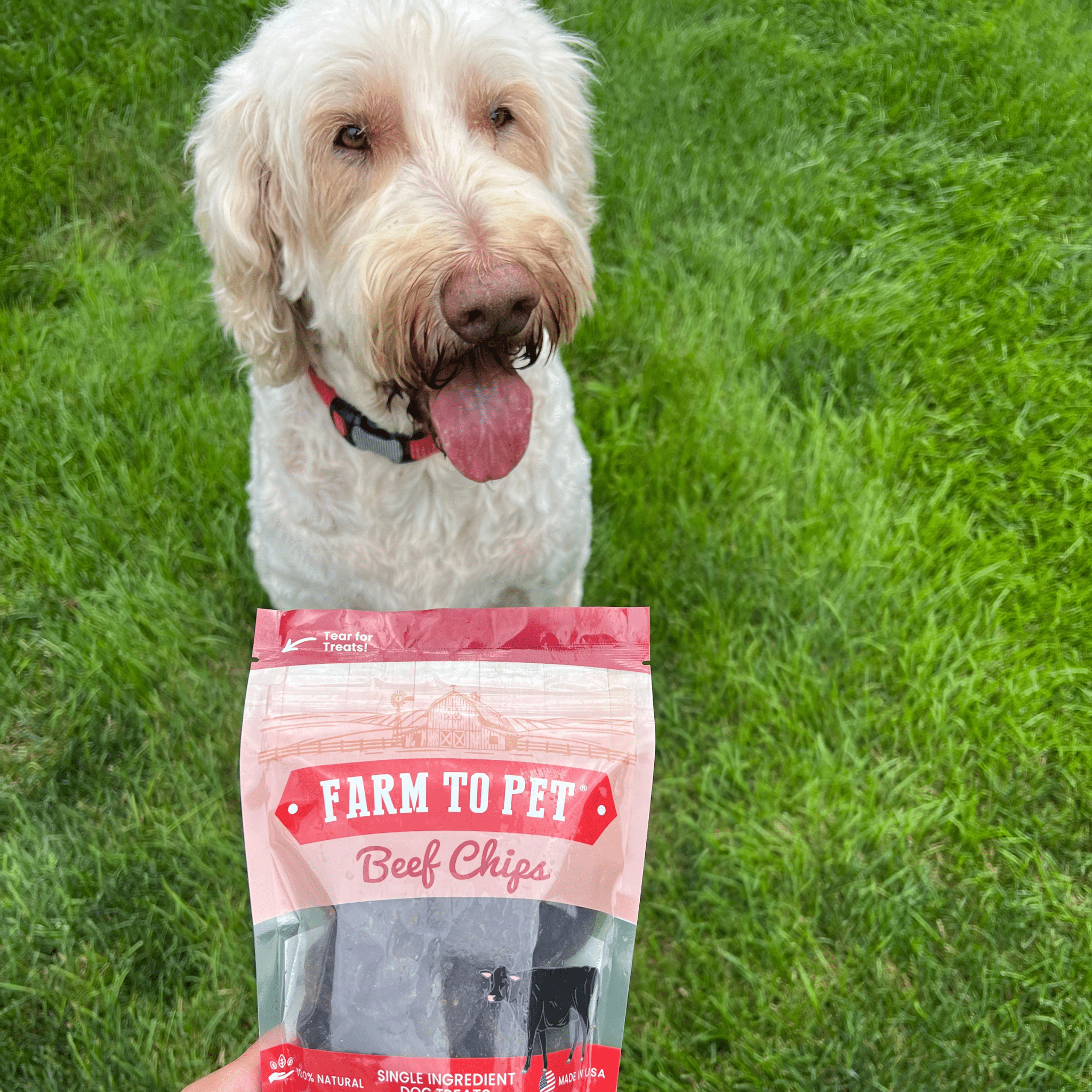 All-Natural Beef Chips for Dogs – High-Protein Dog Treats Made in the USA