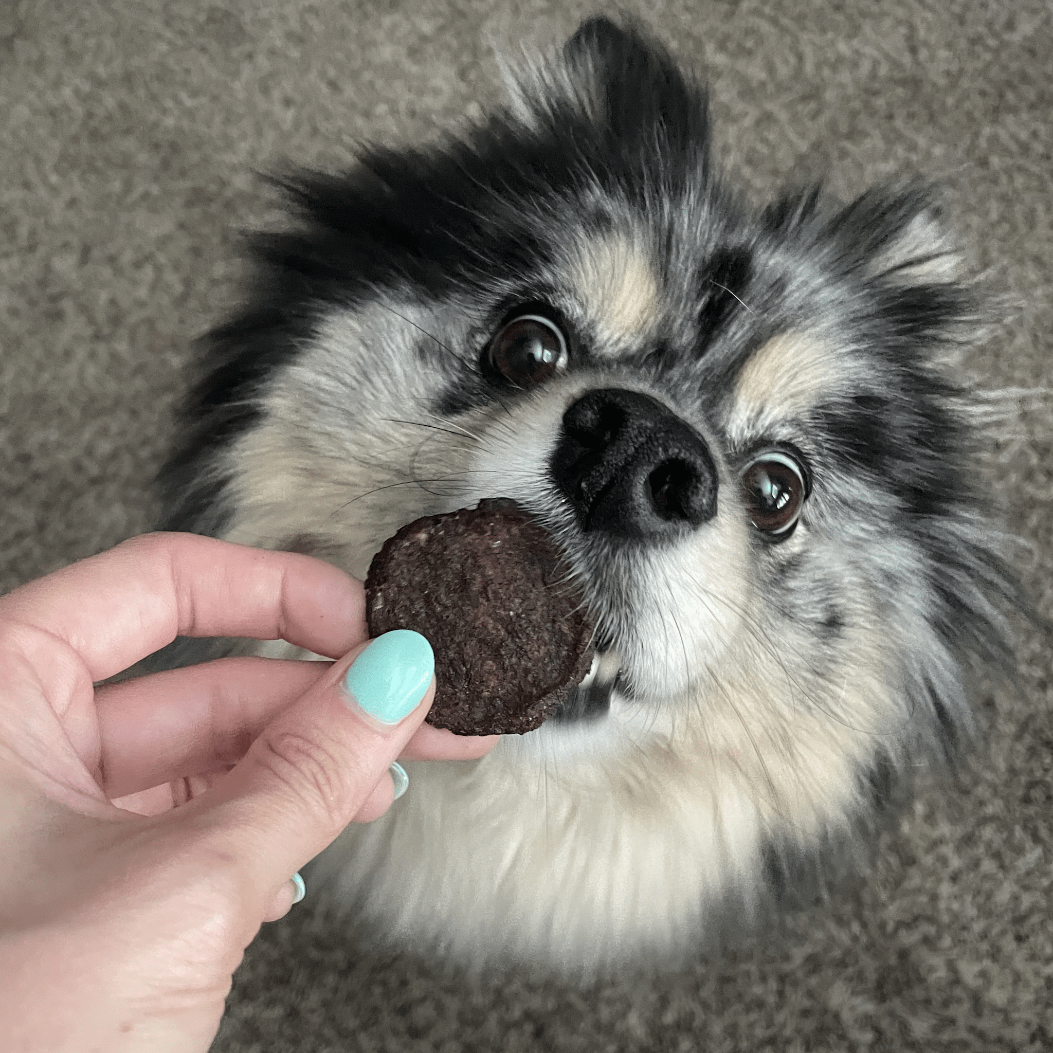 All-Natural Beef Chips for Dogs – High-Protein Dog Treats Made in the USA