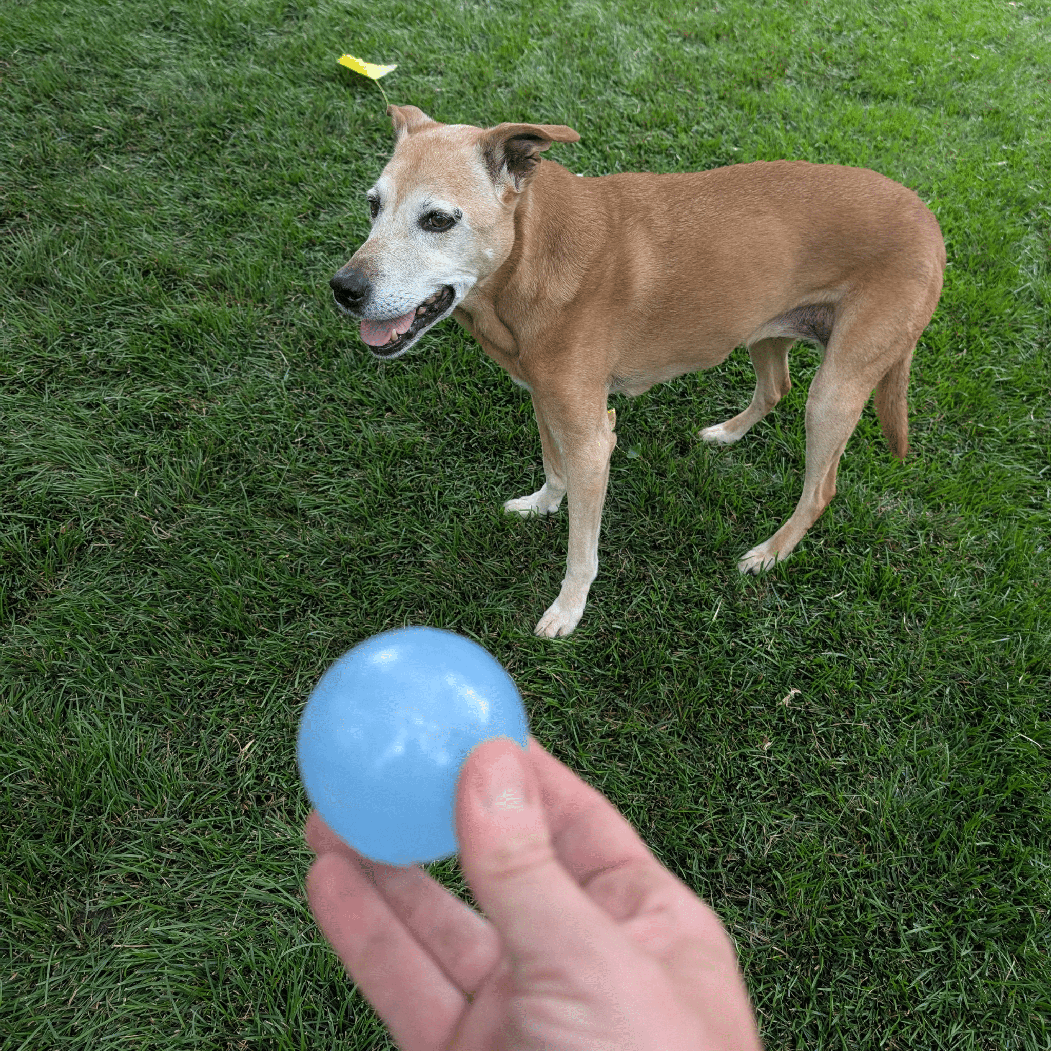 SodaPup® Dog Balls | Durable US-Made Fetch Toys That Float, Glow & Squeak