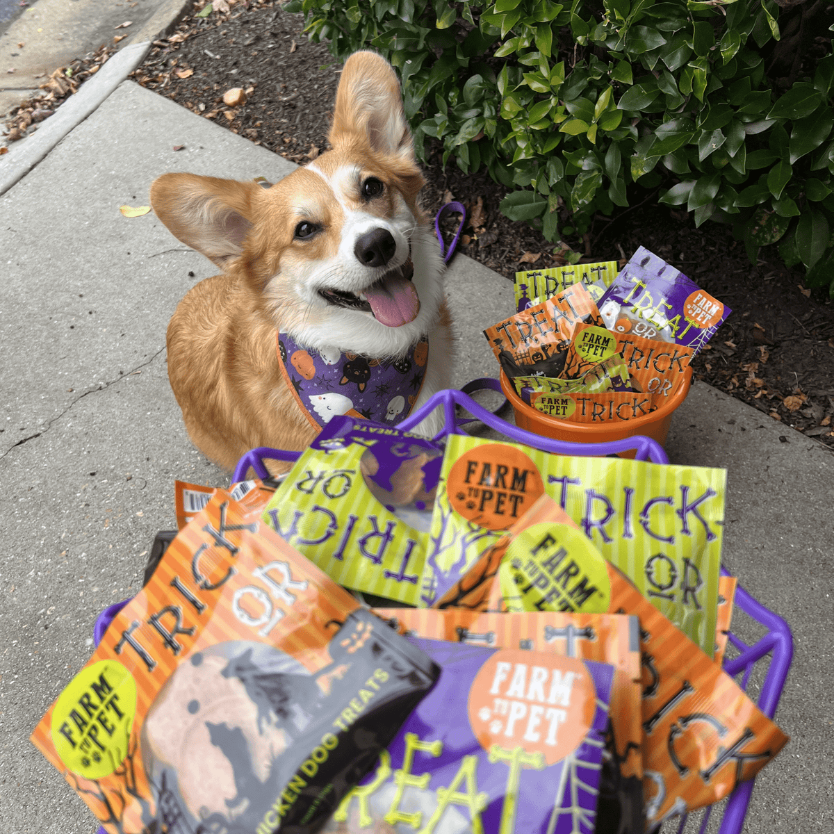 Farm to Pet Halloween Dog Treat Snack Packs – Single Ingredient Variety Pack