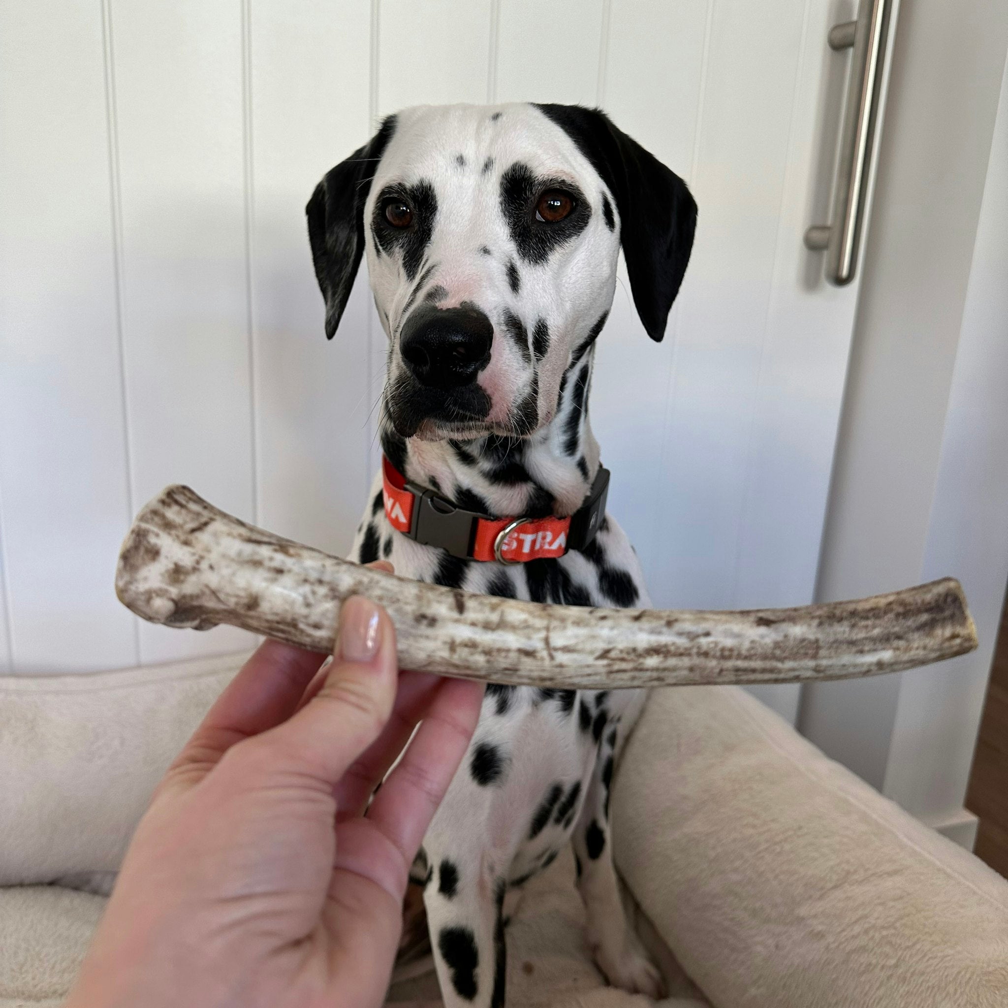 Whole Reindeer Antlers for Dogs – All-Natural, Long-Lasting Chew