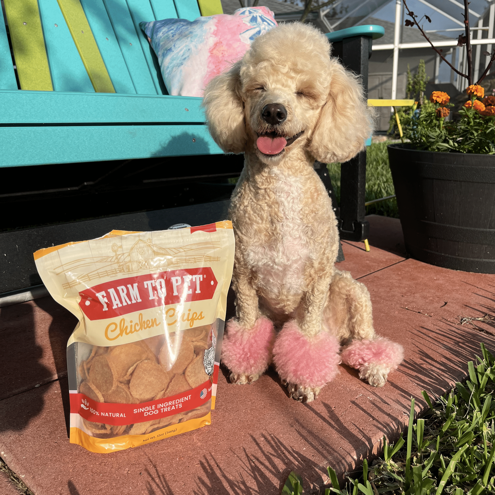 All-Natural Chicken Chips for Dogs – High-Protein Dog Treats