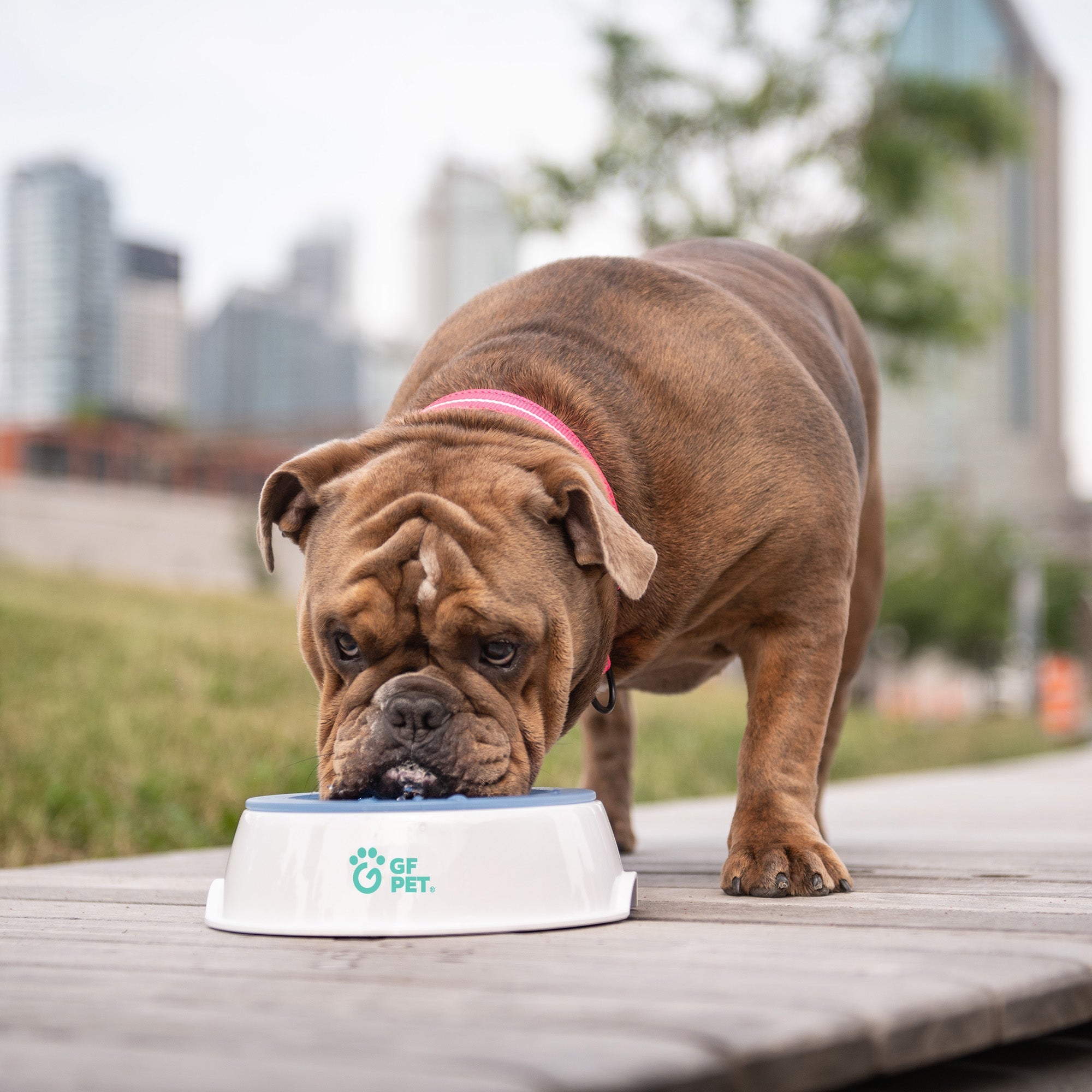 Ice Bowl – Cooling Water Bowl for Pets | Keep Dogs & Cats Hydrated & Comfortable