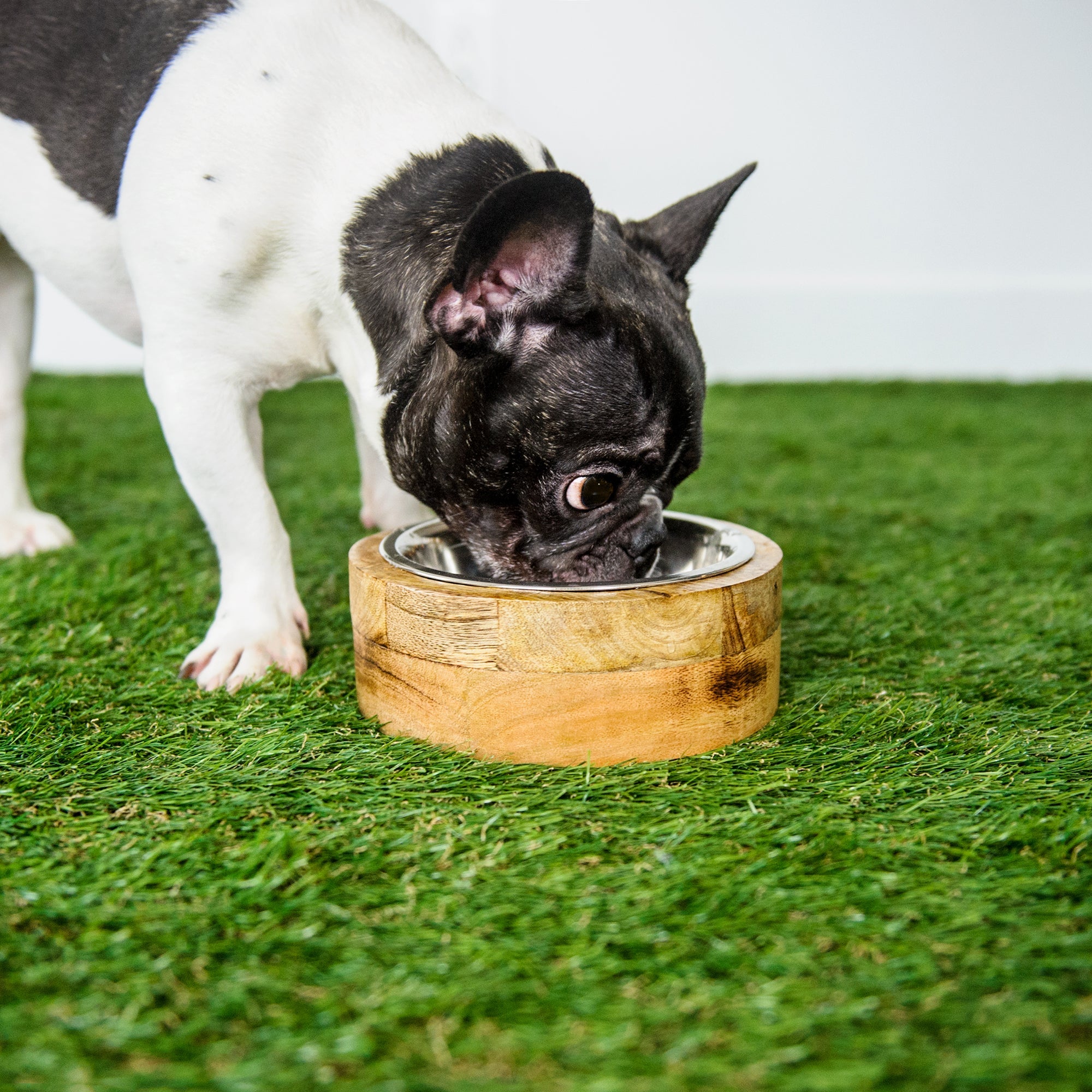 Mango Wood Pet Bowl – Single Elevated Feeder for Dogs & Cats | Stylish & Durable