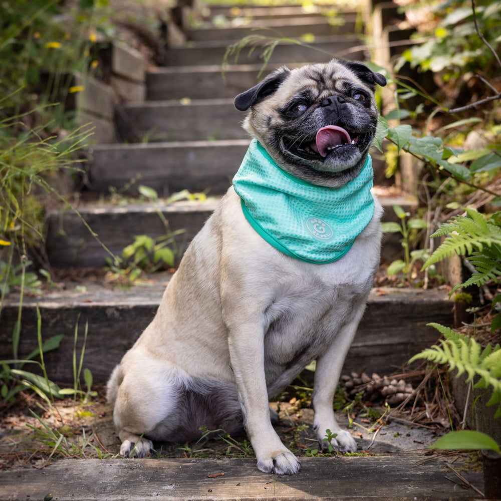 ICE BAND Aqua Dog Cooling Bandana – Instant Cooling Relief for Hot Weather