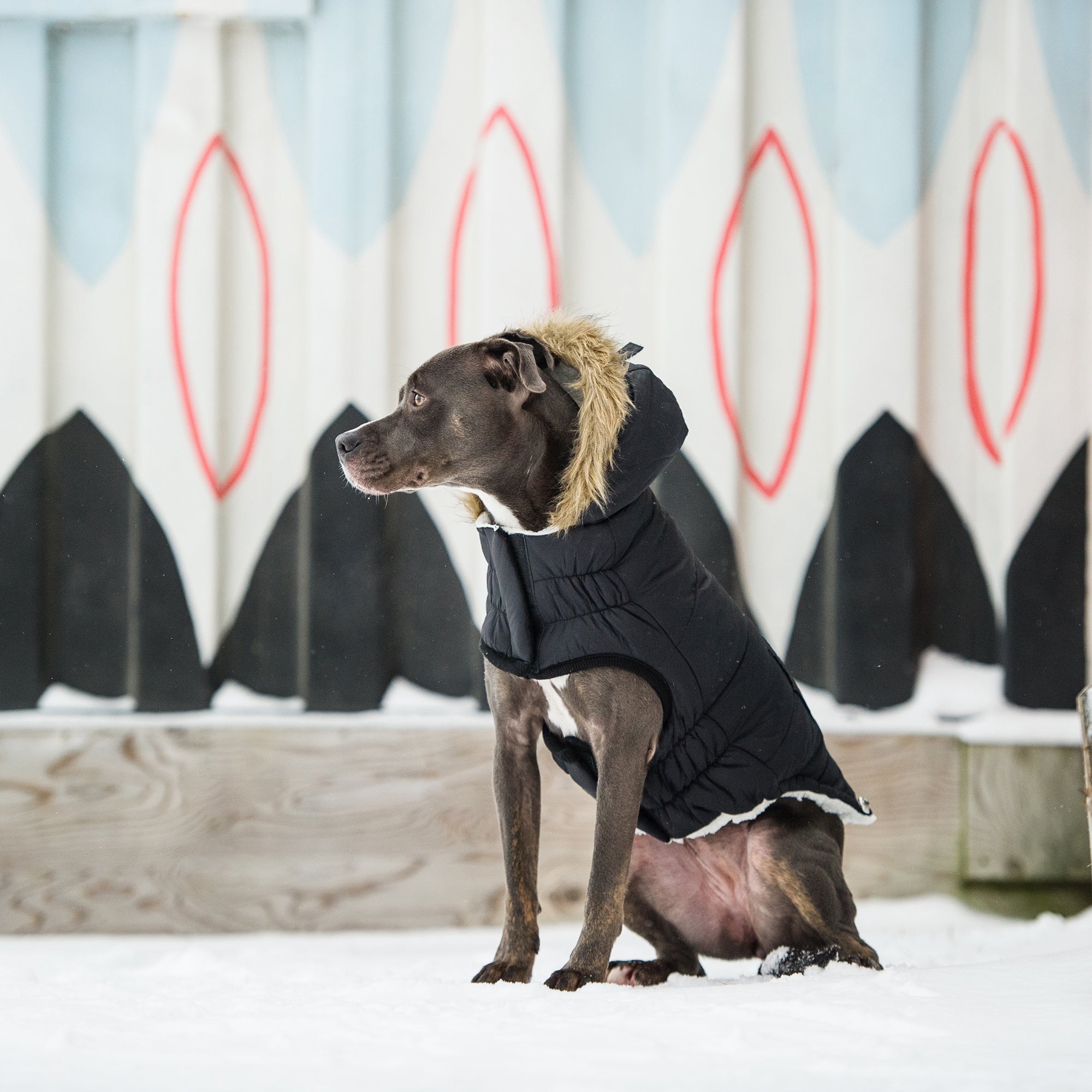 GF PET® Urban Dog Parka – Water-Resistant Winter Coat with Elasto-Fit® - Black