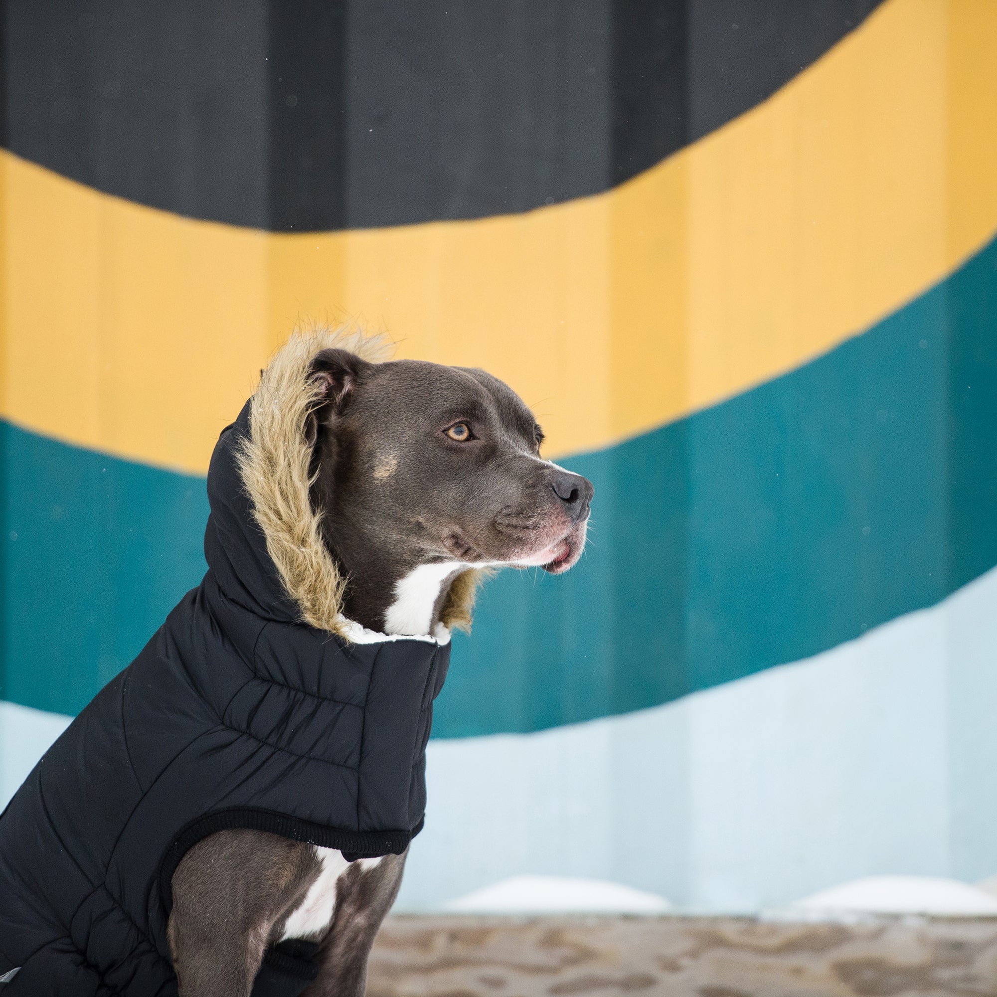 GF PET® Urban Dog Parka – Water-Resistant Winter Coat with Elasto-Fit® - Black