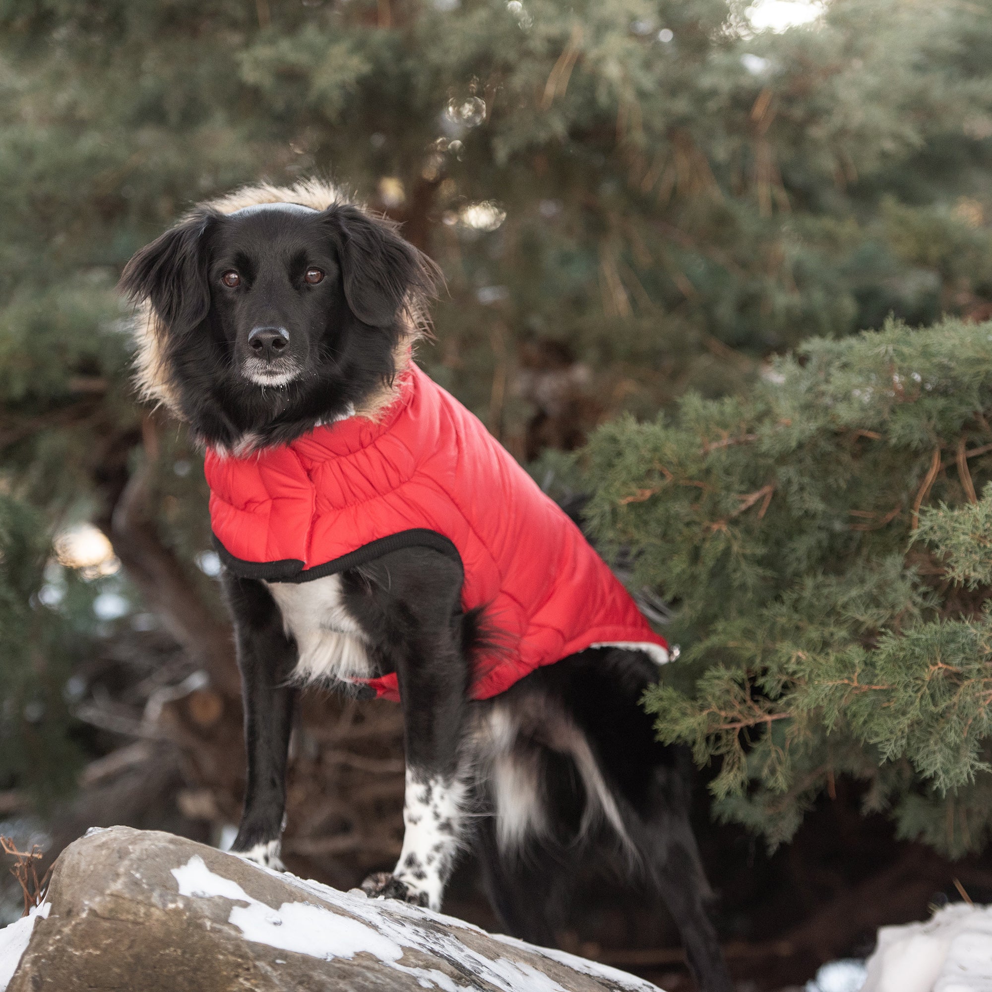 GF PET® Urban Dog Parka – Water-Resistant Winter Coat with Elasto-Fit® - Red