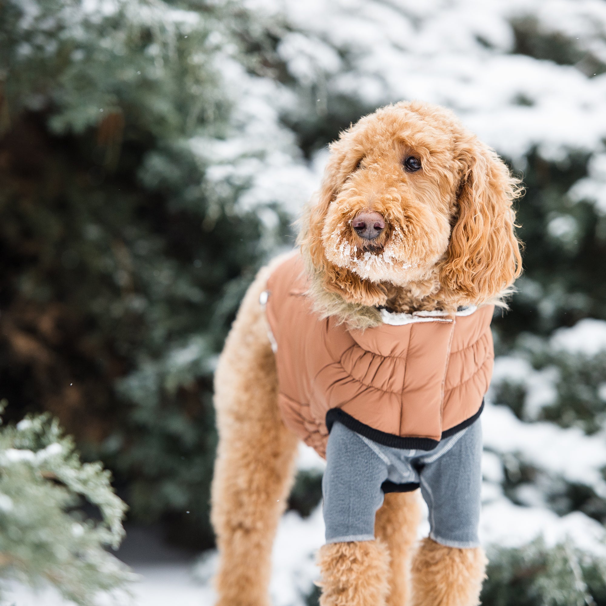 GF PET® Urban Dog Parka – Water-Resistant Winter Coat with Elasto-Fit® - Caramel