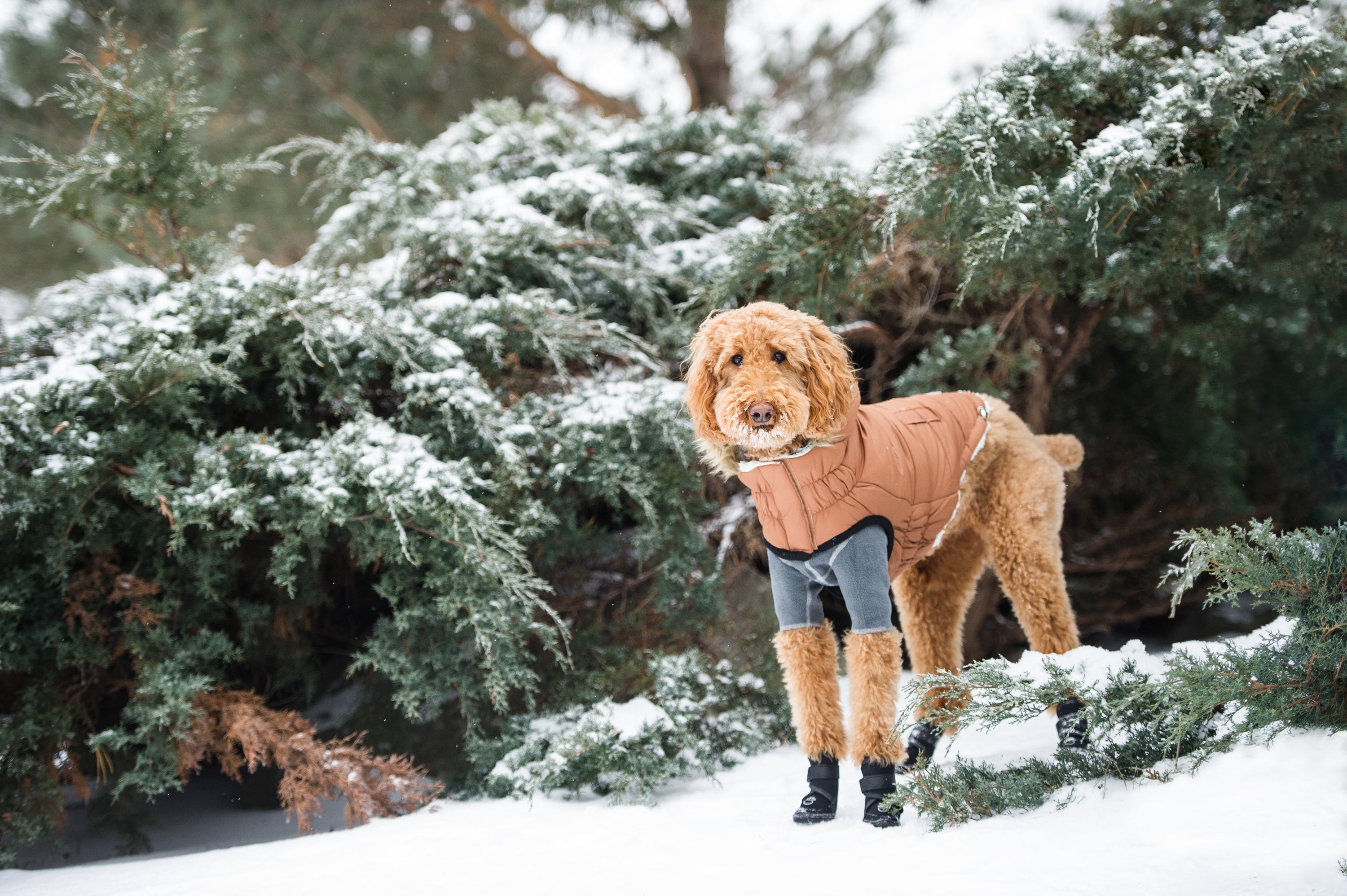 GF PET® Urban Dog Parka – Water-Resistant Winter Coat with Elasto-Fit® - Caramel