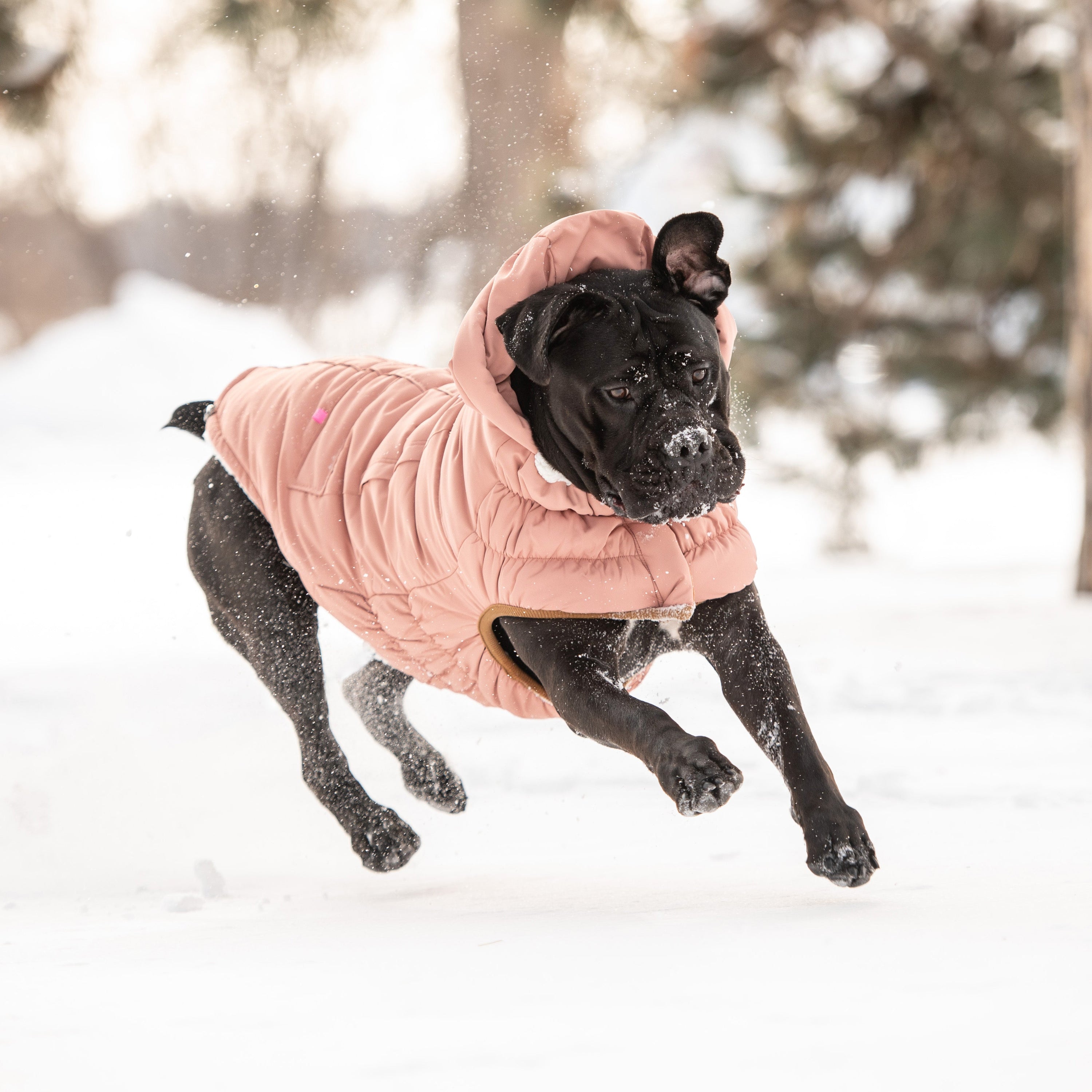Clay Arctic Dog Parka - Cozy Winter Coat for Pets