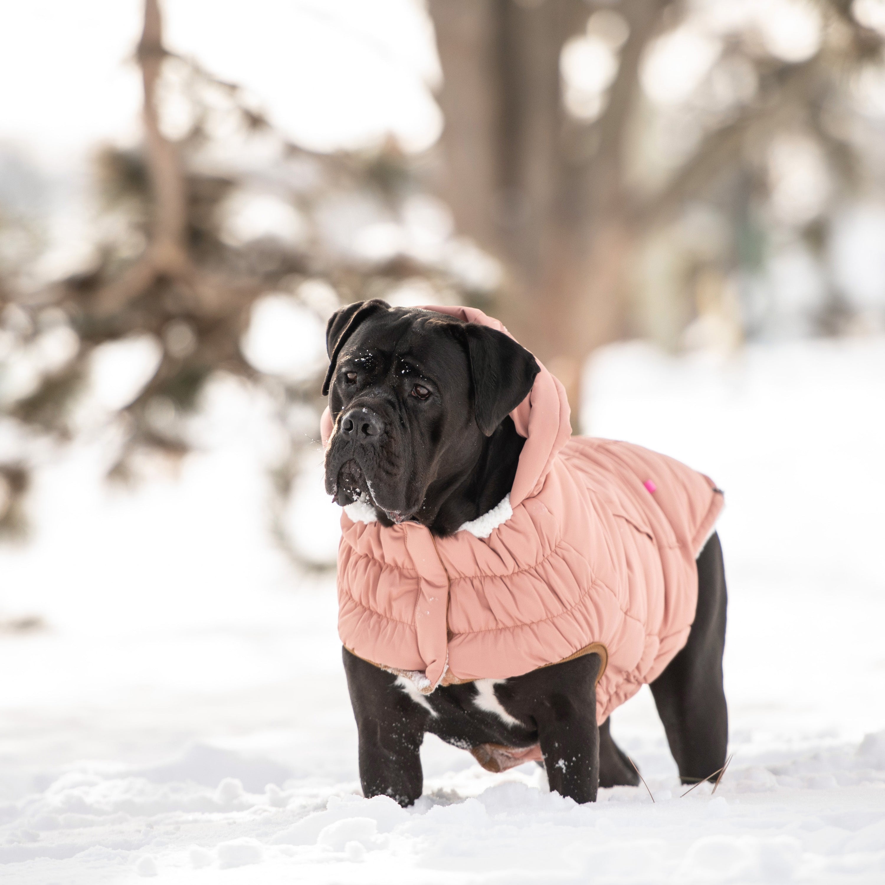 Clay Arctic Dog Parka - Cozy Winter Coat for Pets