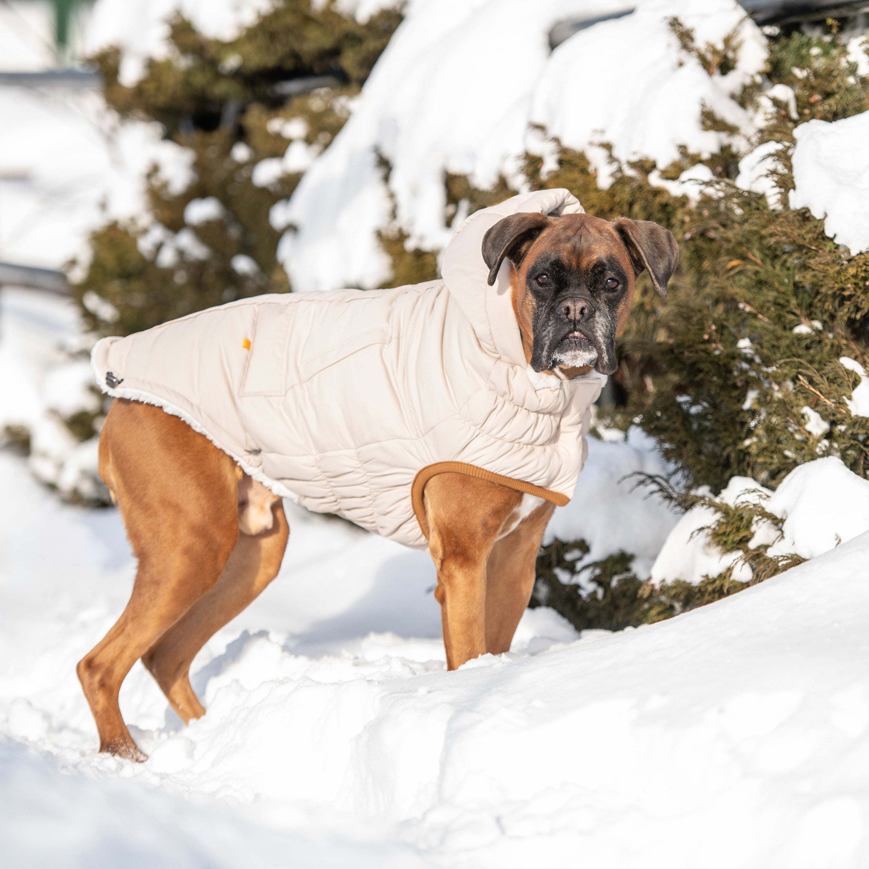 Sand Arctic Dog Parka - Cozy Winter Coat for Pets