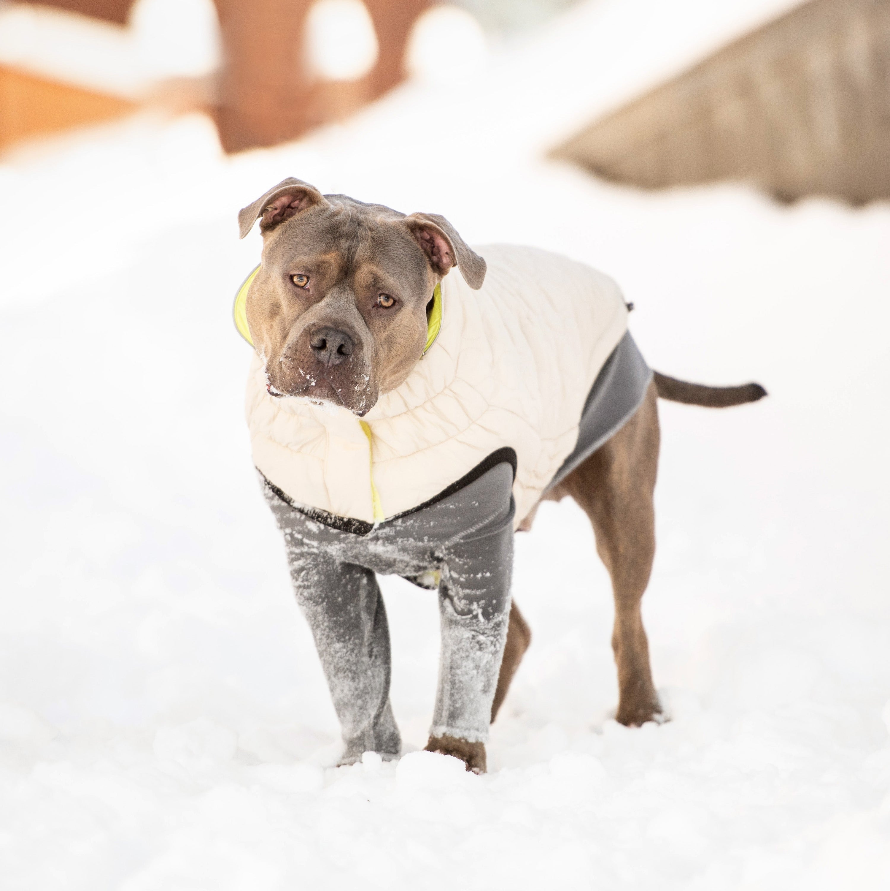GF PET® Reversible Chalet Dog Jacket – Sand/Yellow, Elasto-FIT® & Water-Resistant