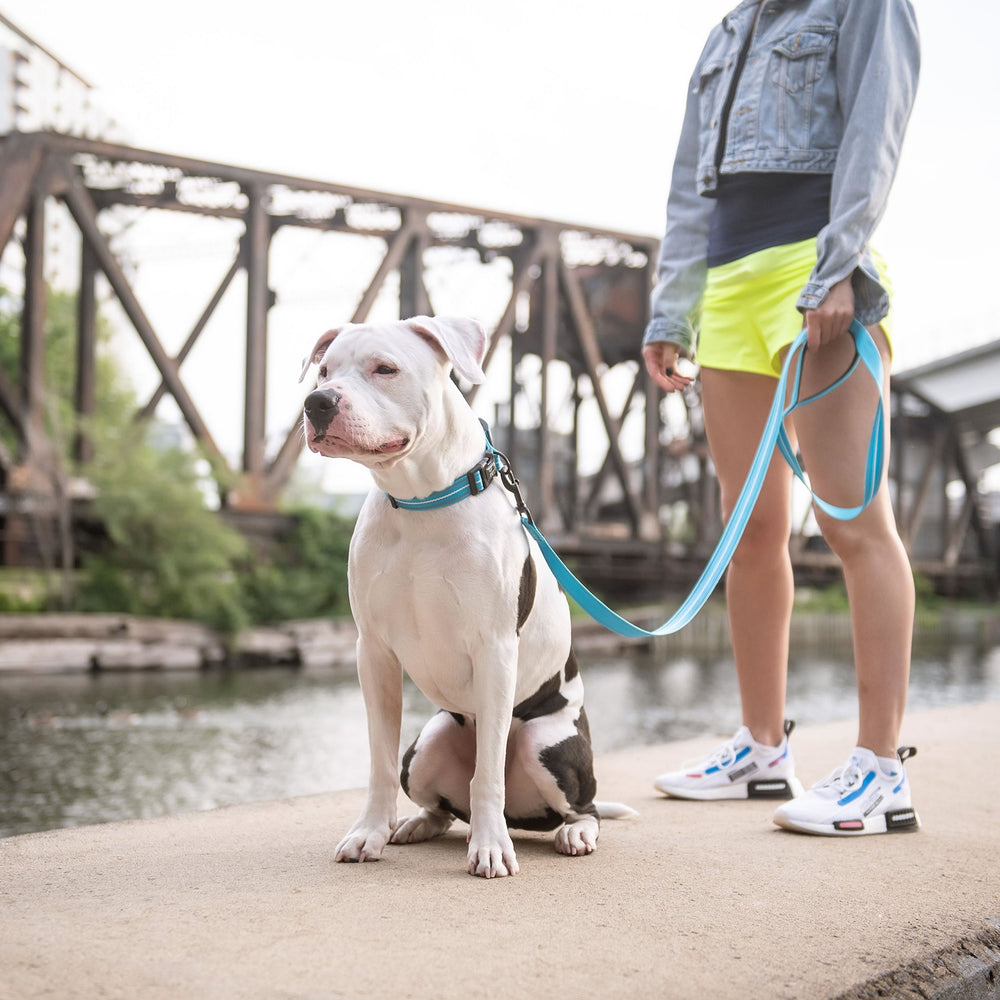 GF PET® Reflective Dog Leash – Neon Blue, 6ft Durable Nylon, High-Visibility Night Safety