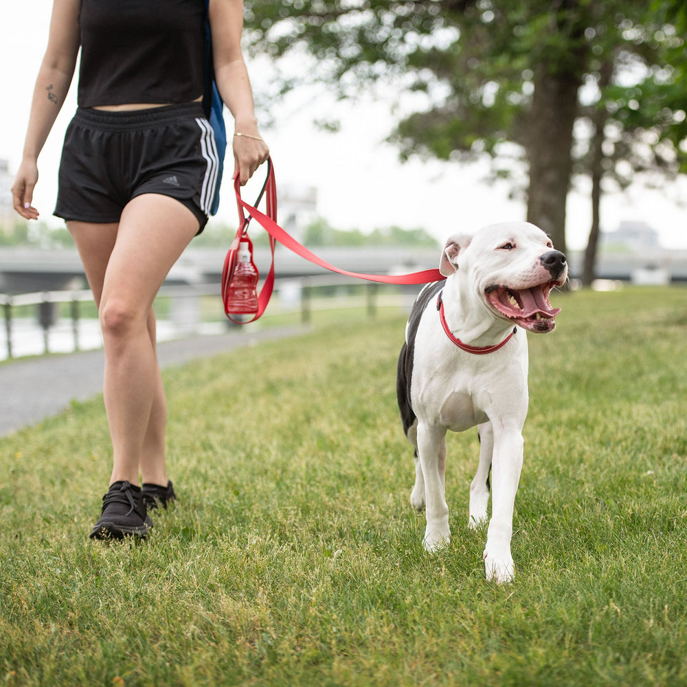 Reflective Dog Leash for Night Walks – Red High Visibility & Durable Nylon (6ft) by GF PET
