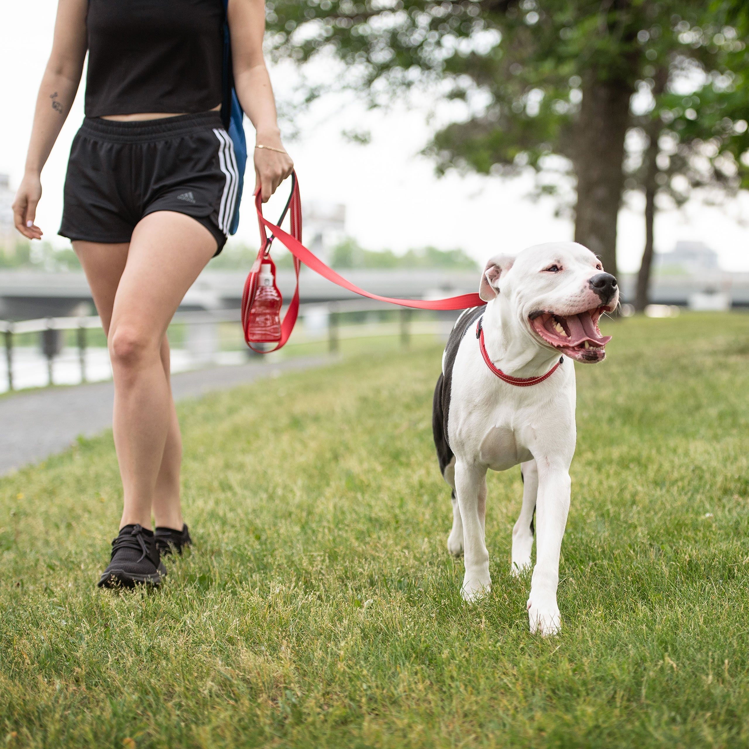 Reflective Dog Leash for Night Walks – Red High Visibility & Durable Nylon (6ft) by GF PET